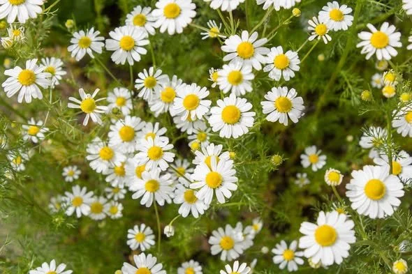 Forage 4 Chamomile.jpg (Copy)