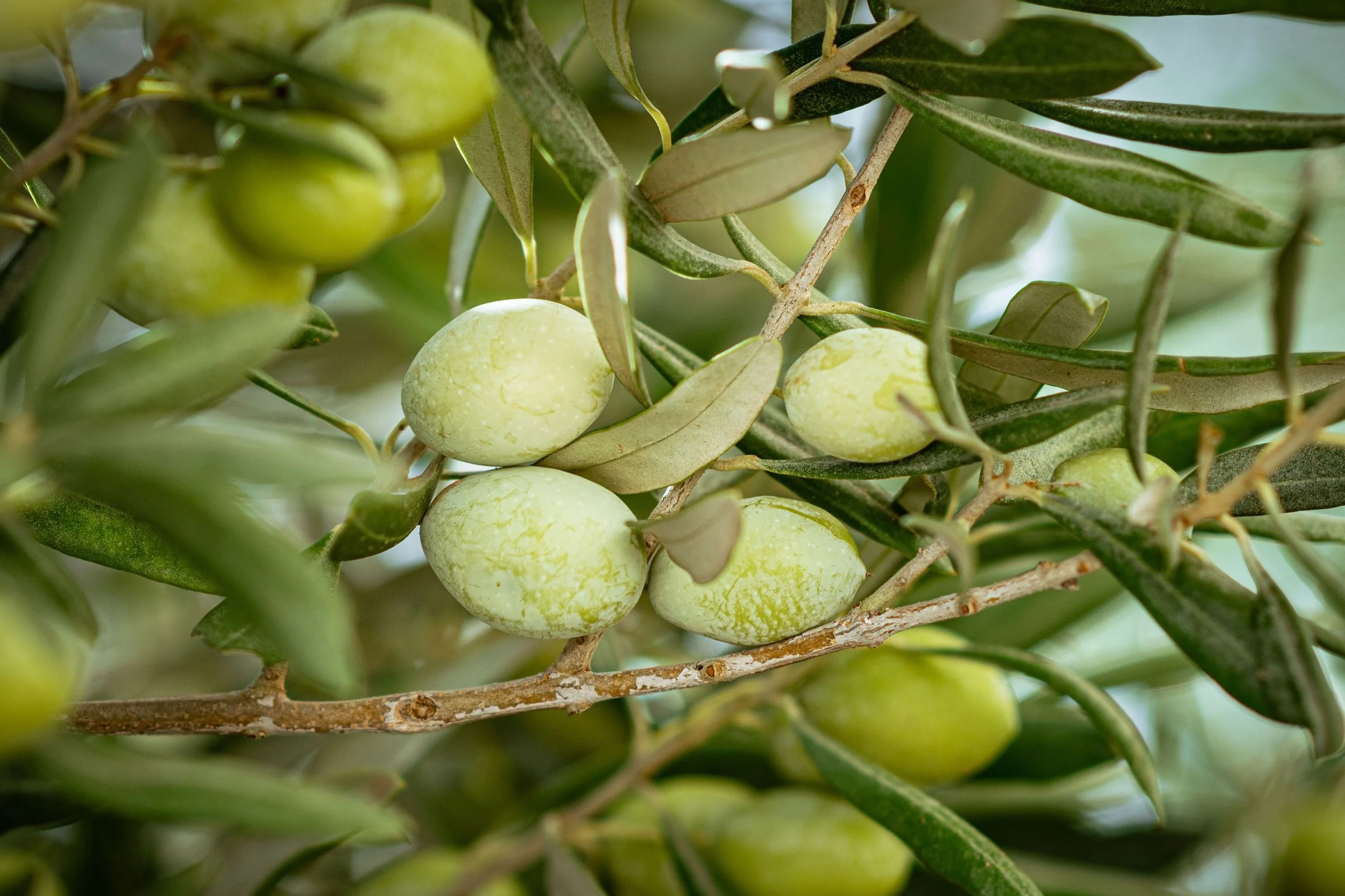 3 OLIVE 3713 x 2475.jpg