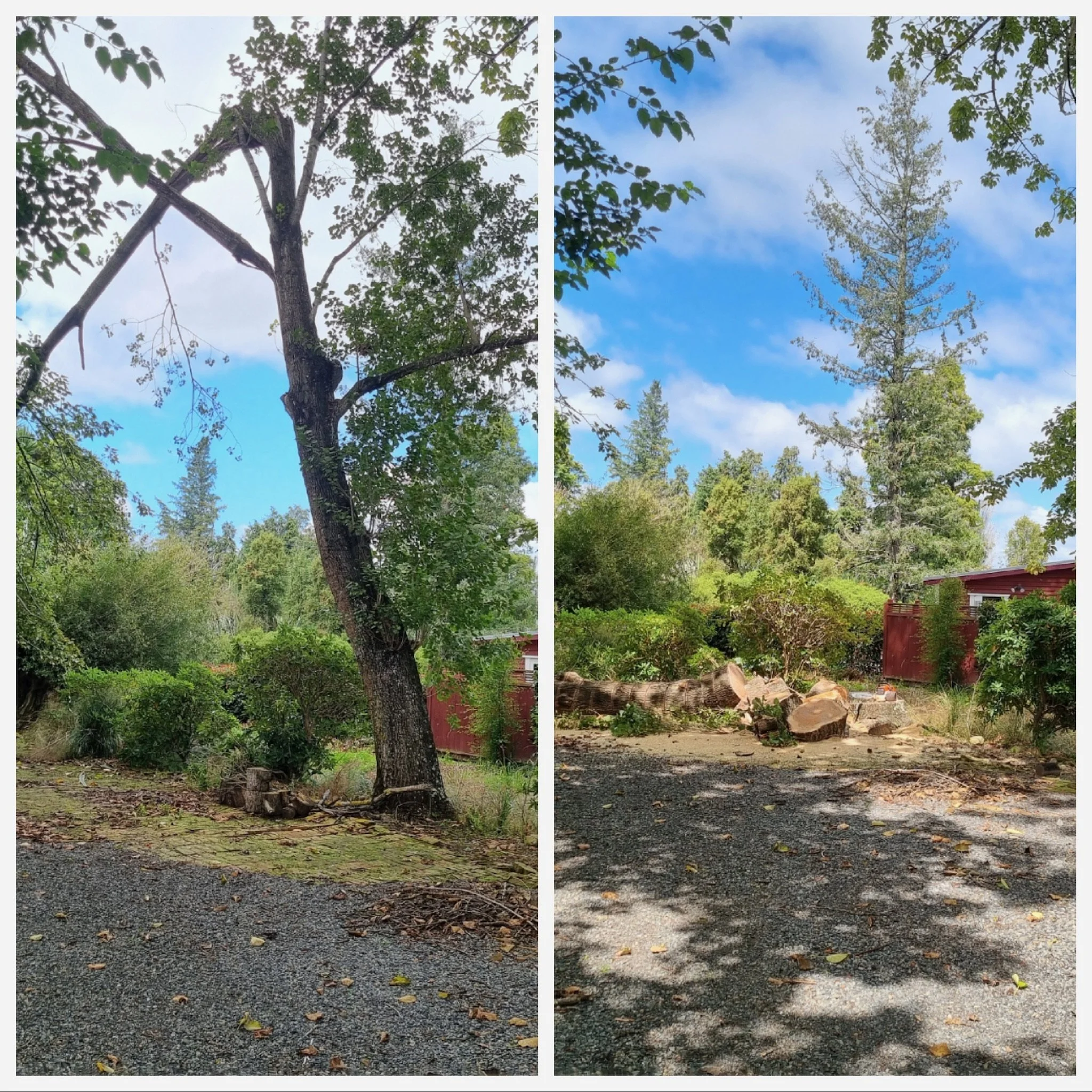 Comparison of two outdoor scenes showing tall trees with foliage, one on the left with dense branches and leaves, and one on the right with a more clear sky and fewer branches, both in a garden or park area with a gravel and dirt ground.