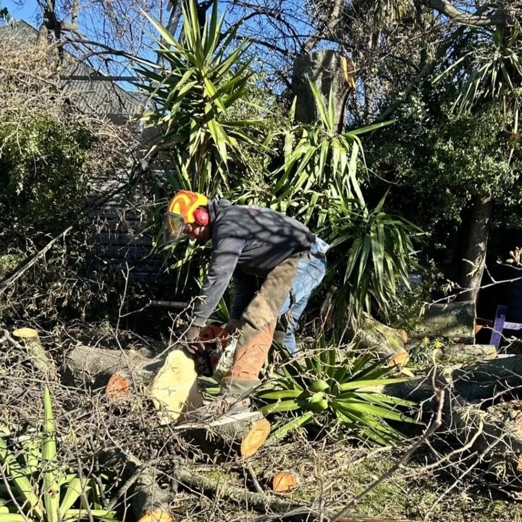A person wearing a yellow helmet and glasses using a chainsaw to cut a fallen tree branch in a backyard, with other cut branches and green plants around.