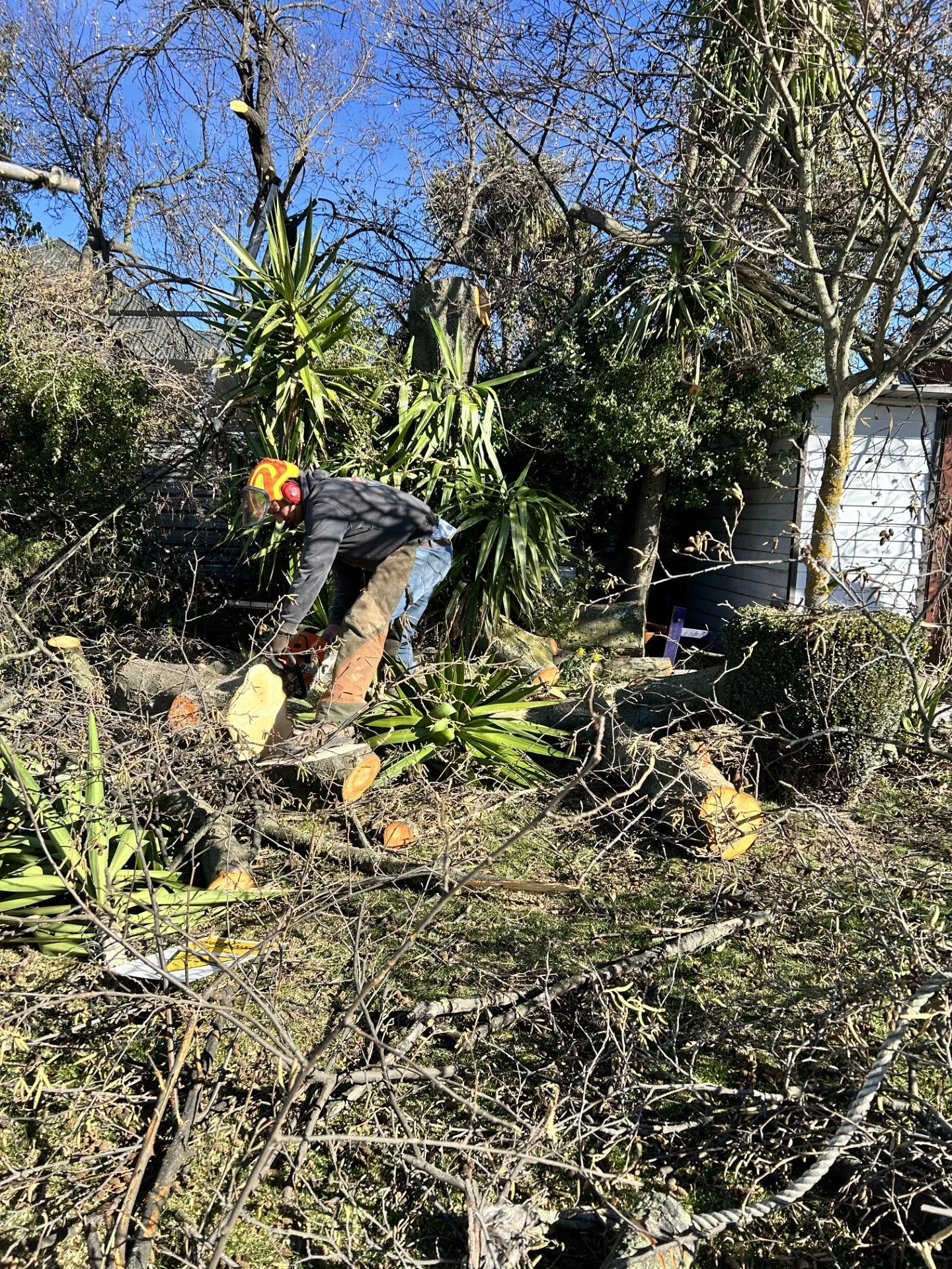 A person wearing a yellow helmet and safety gear using a chainsaw to cut fallen tree branches in a backyard with trees and a house in the background.