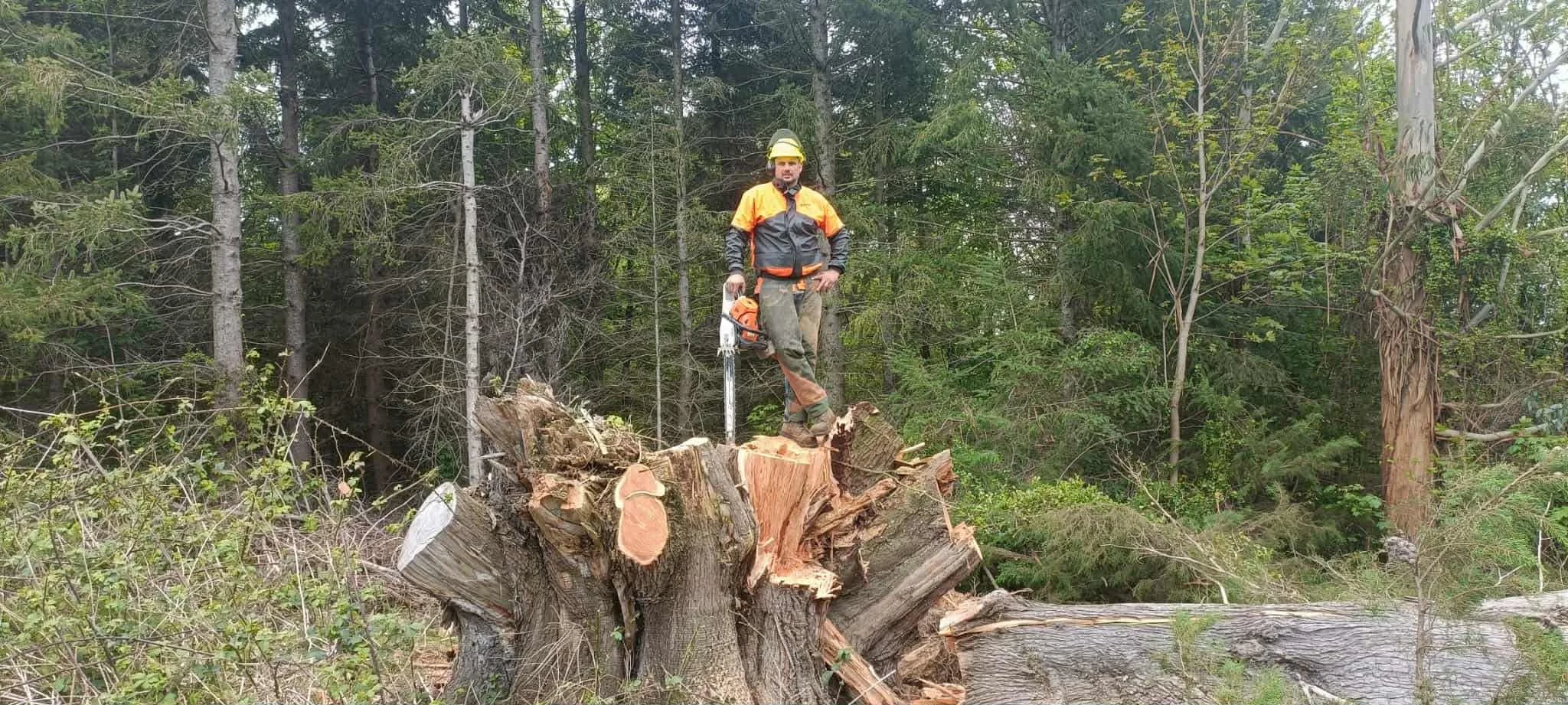 Tree Falling