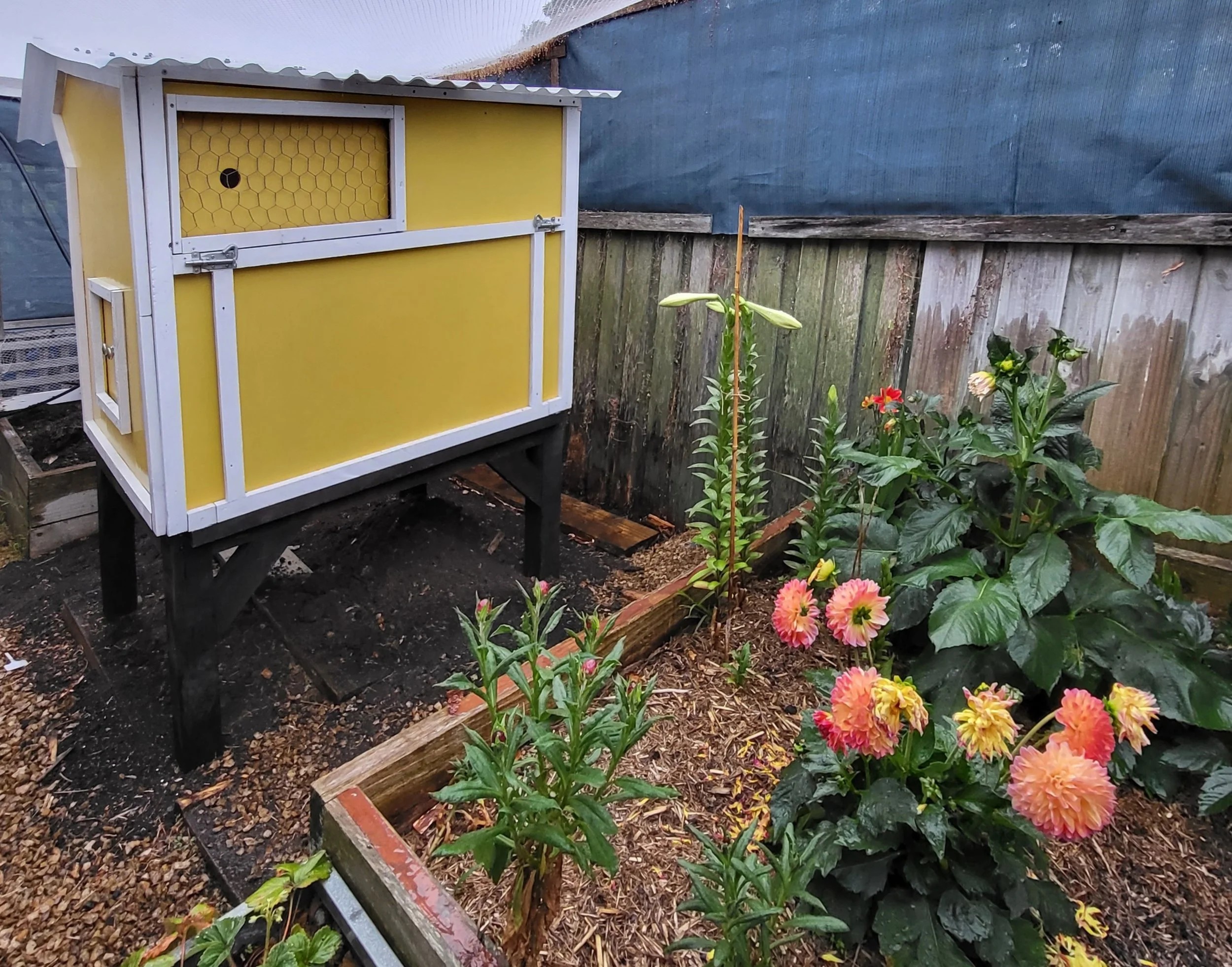 A beautiful new home for our chooks