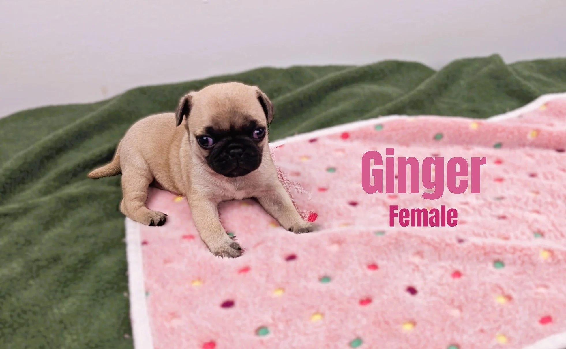 Ginger 1.JPG