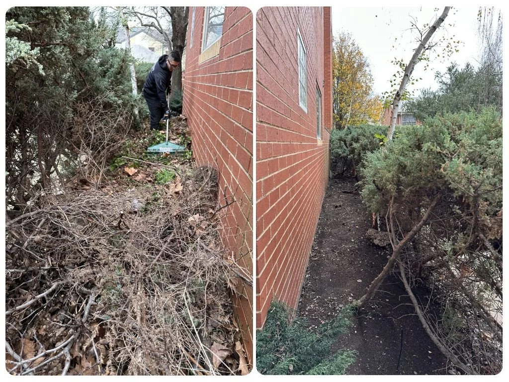 Dead branch and leaf removal Yarraville
