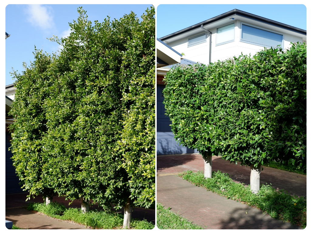 Hedge Trimmed Altona North