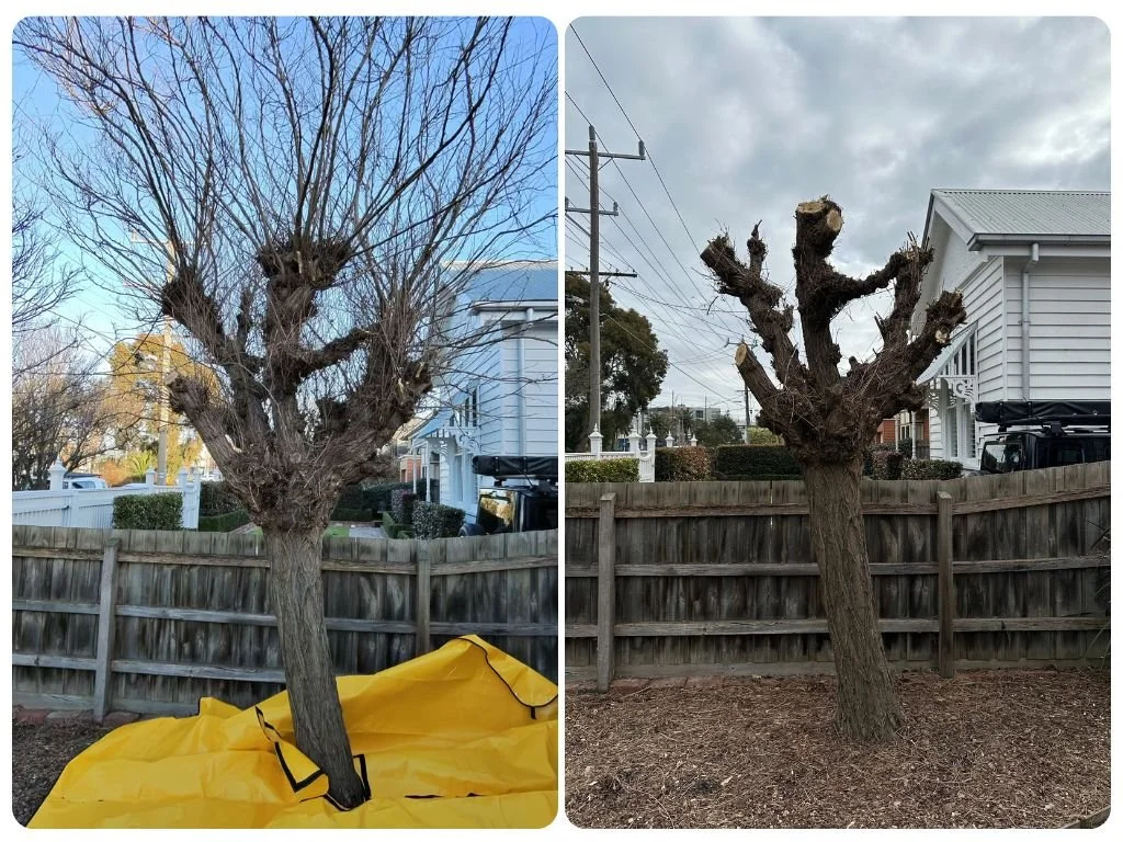 Tree Pruning Essendon