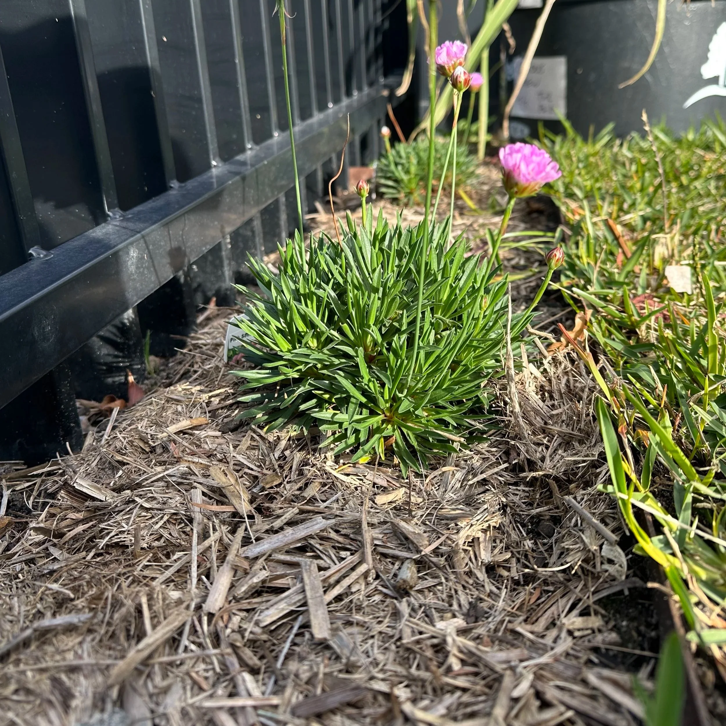 mulch laying and fertilising melbourne