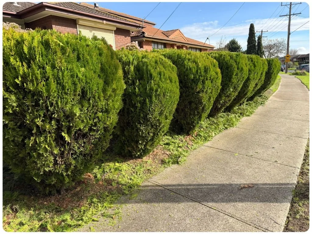 Neat Hedges Trimmed St Albans
