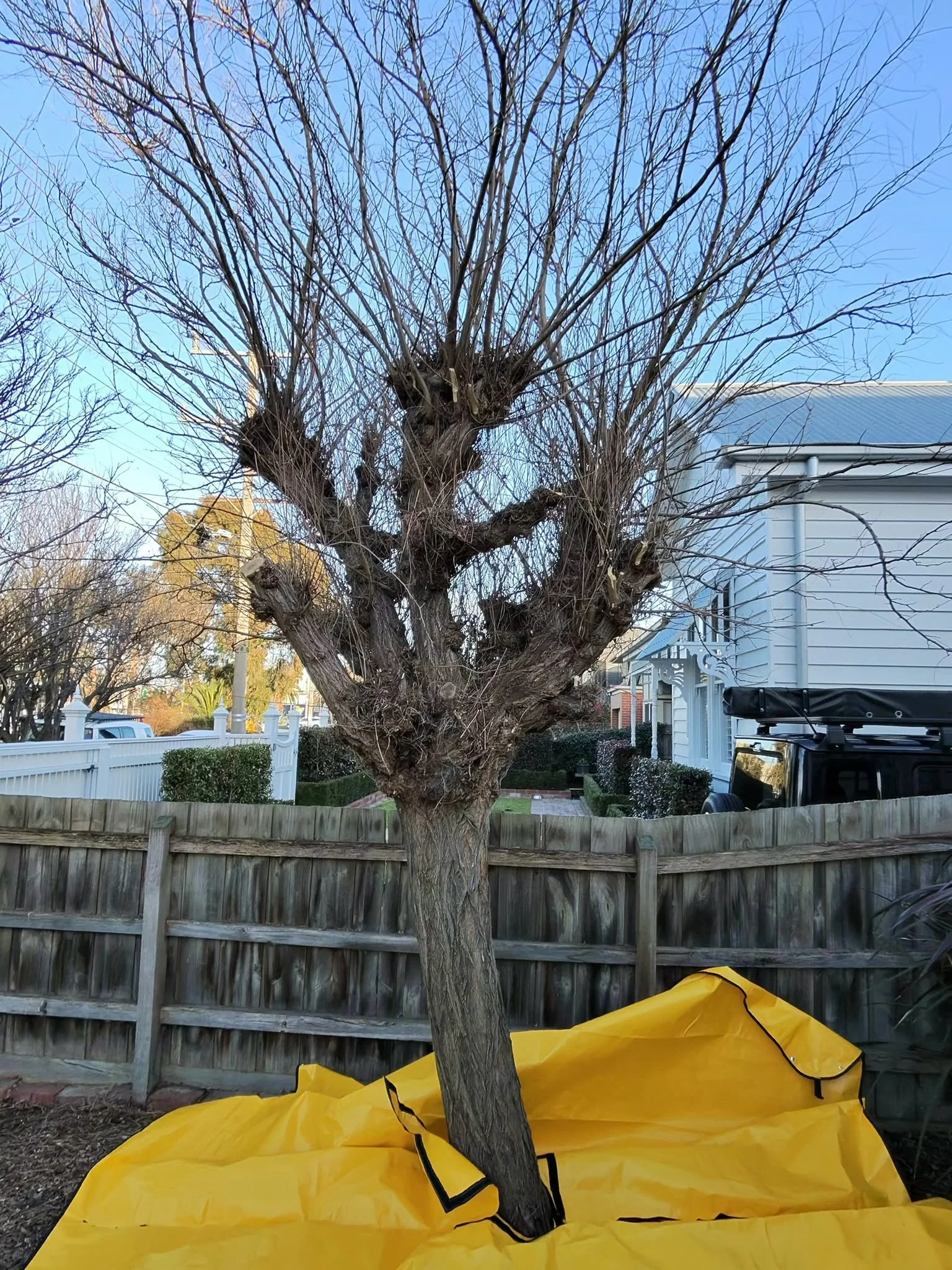 small tree pruning