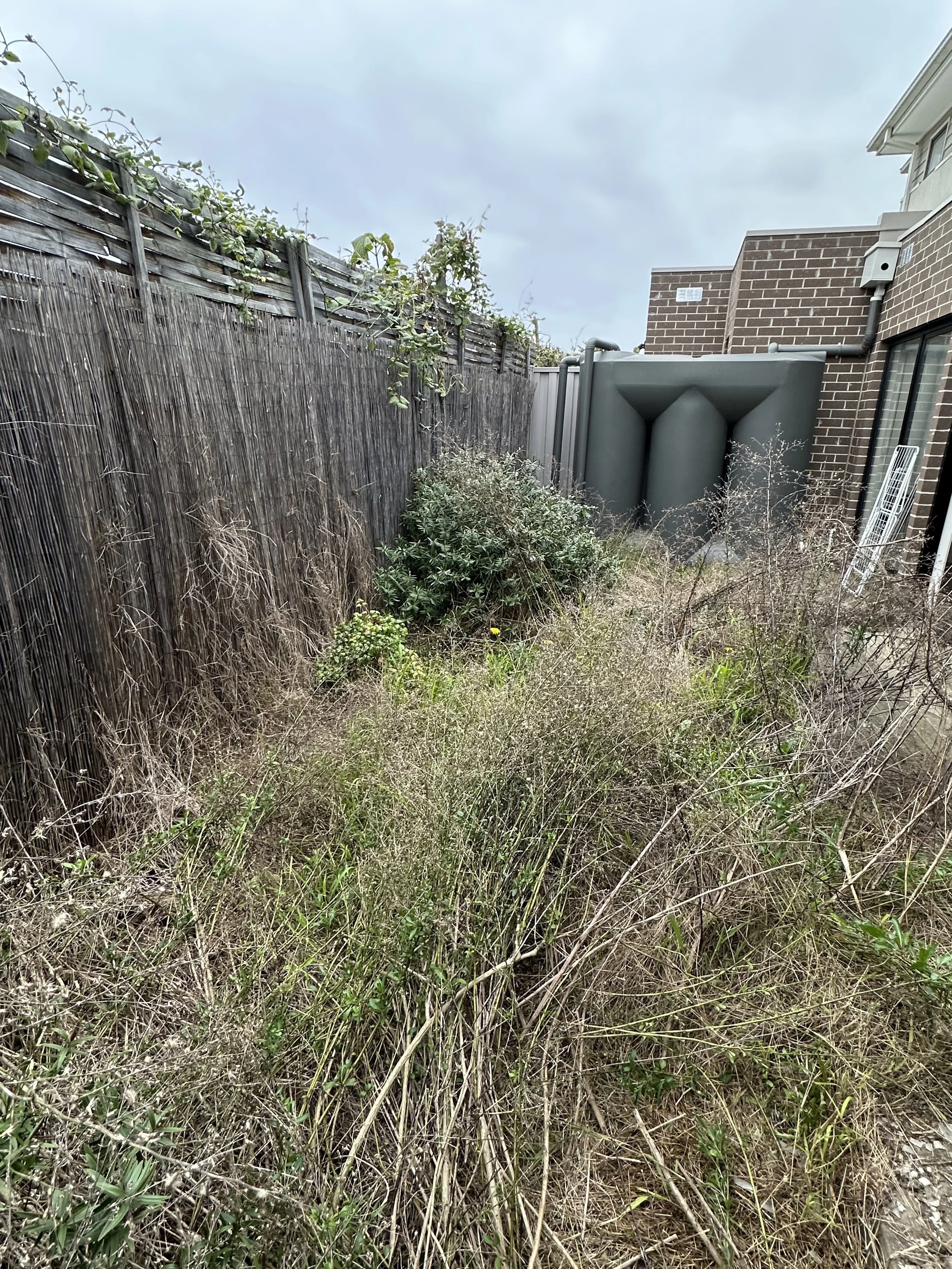 overgrown weeds