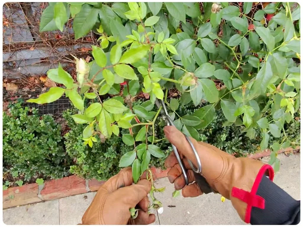 Rosebush Deheading Moonee Ponds