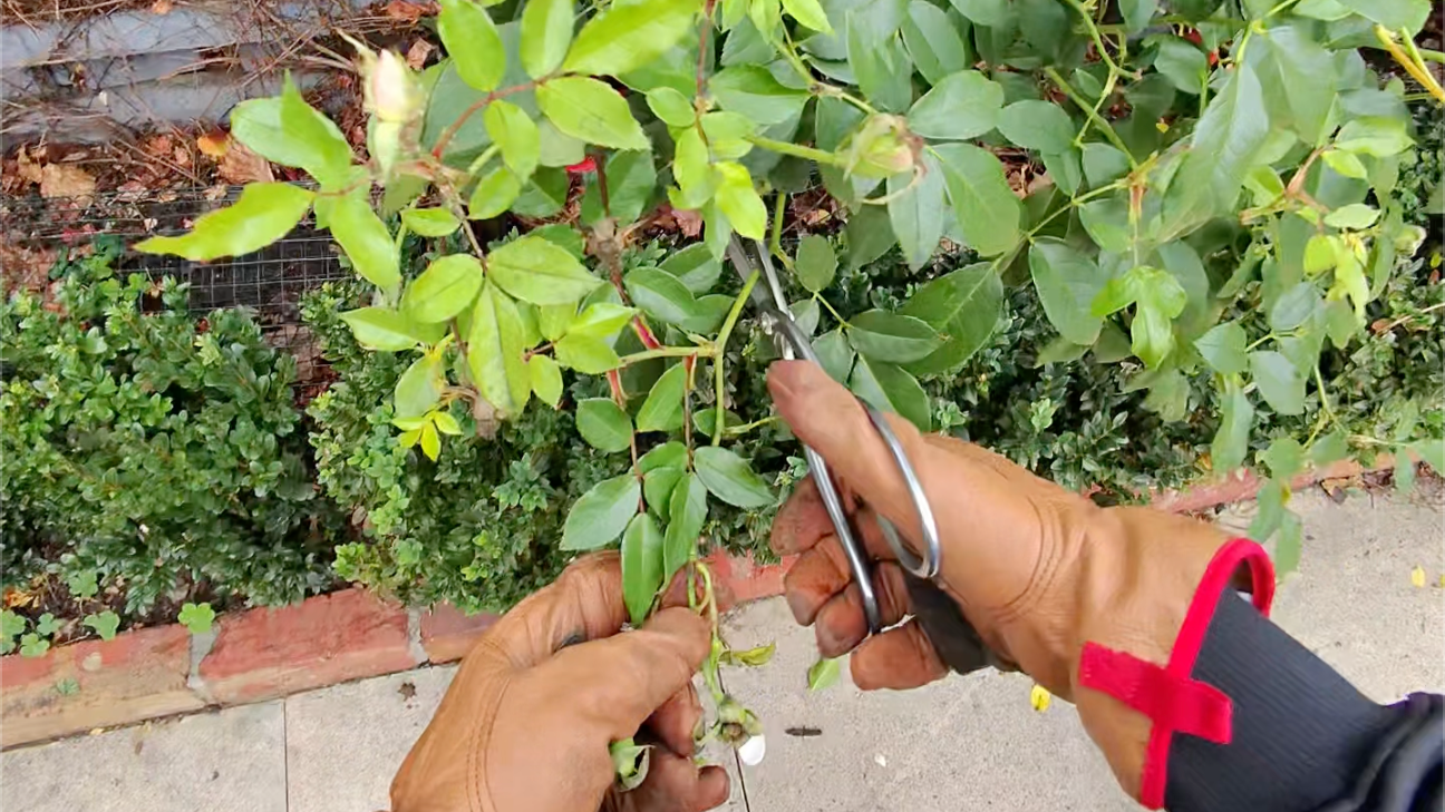 rosebush pruning