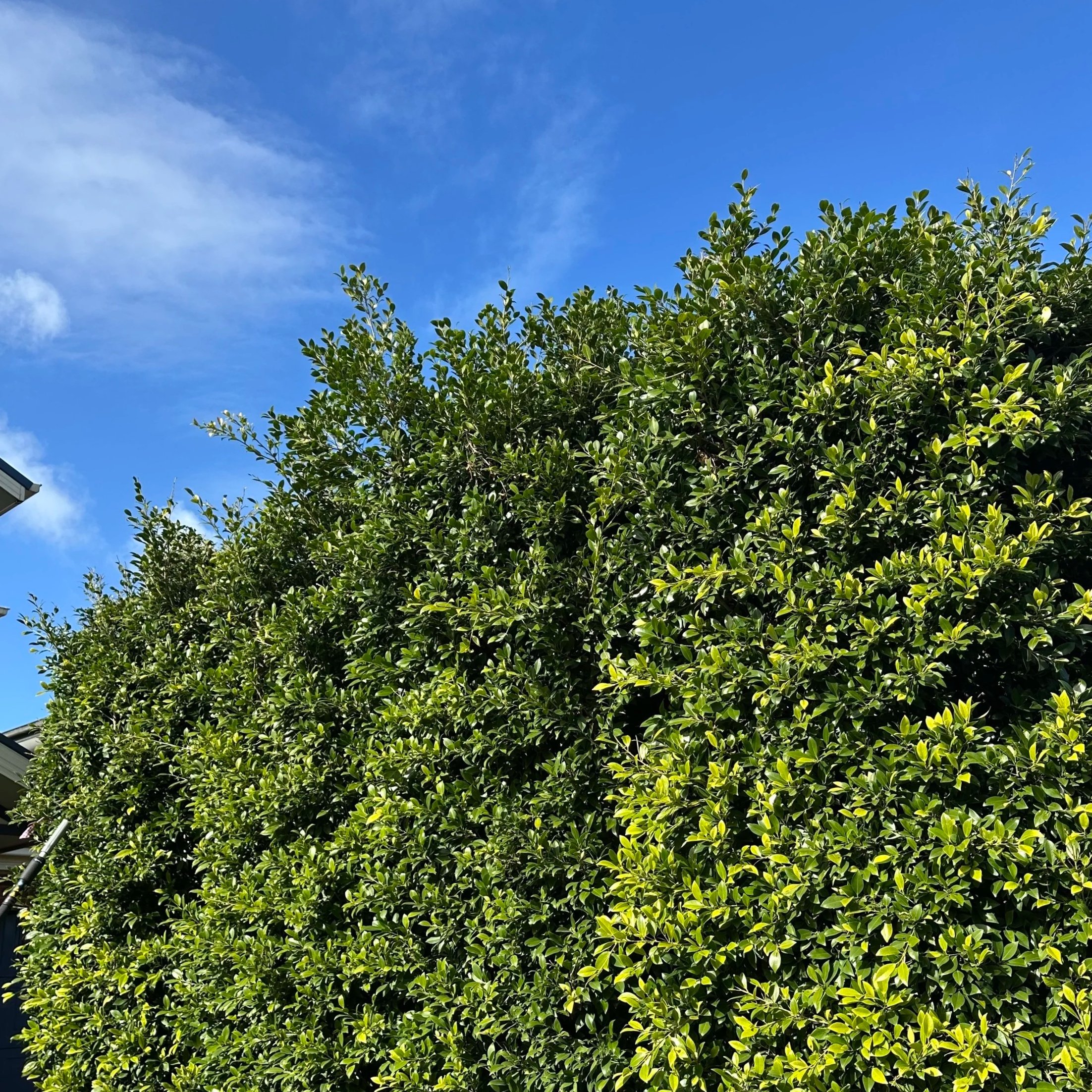 Overgrown bush