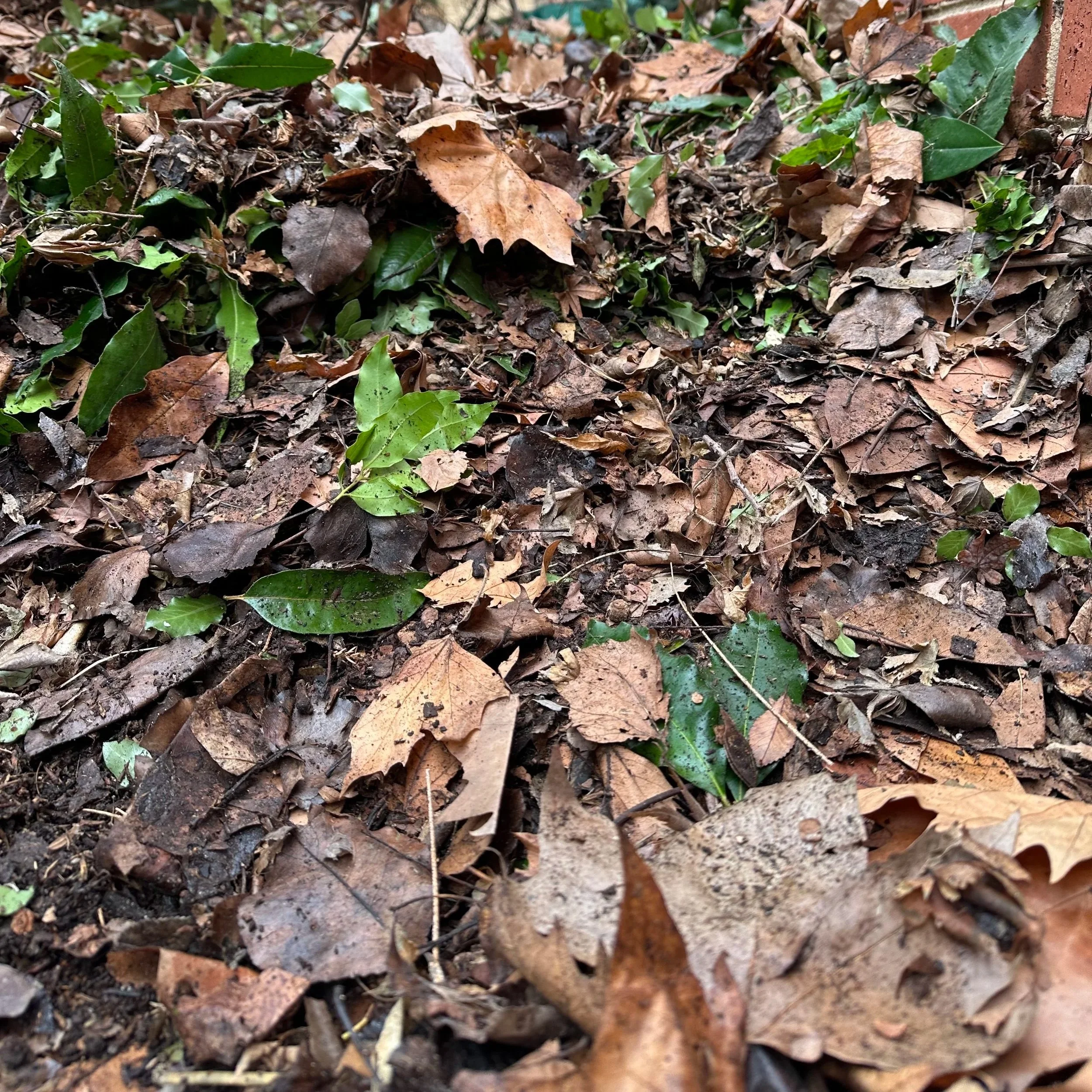 green waste
