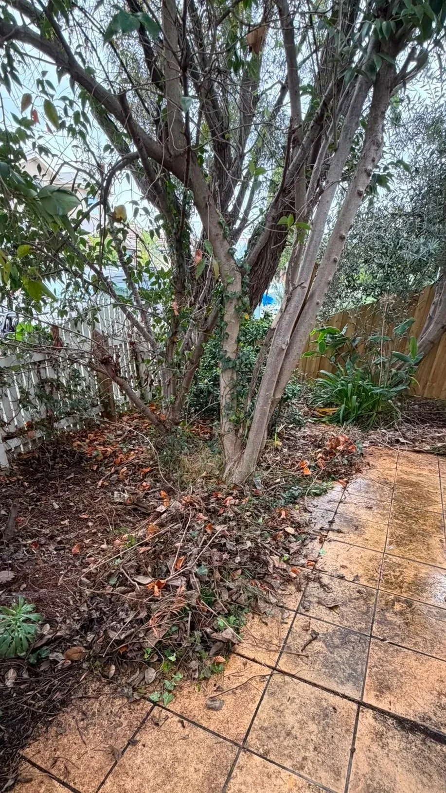 organic debris accumulation