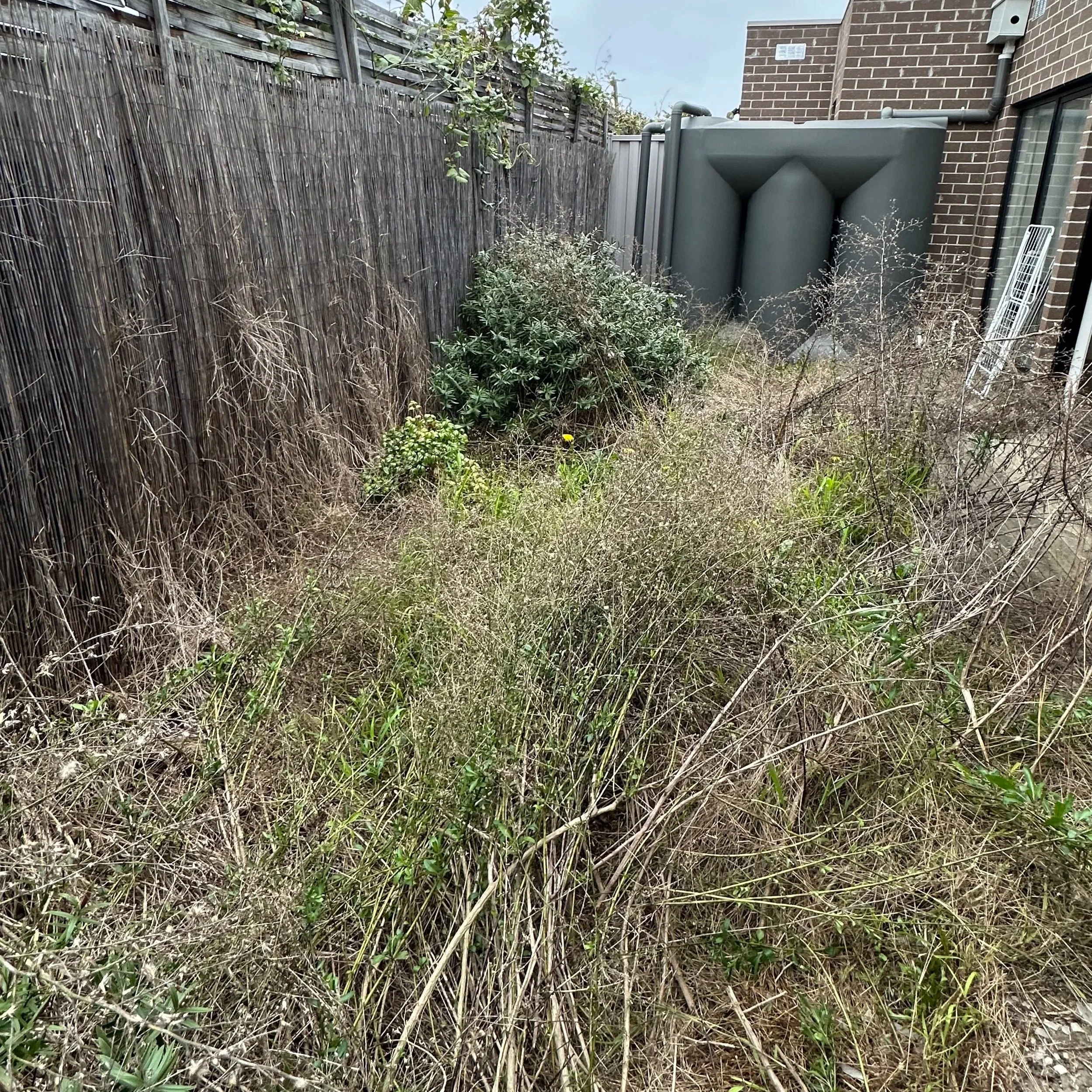 Overgrown Brush