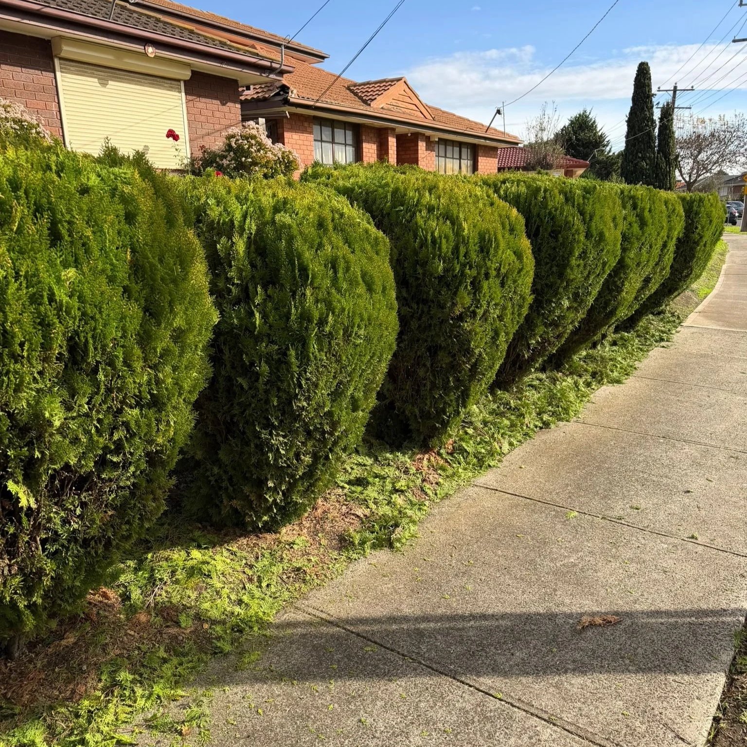 hedge trim