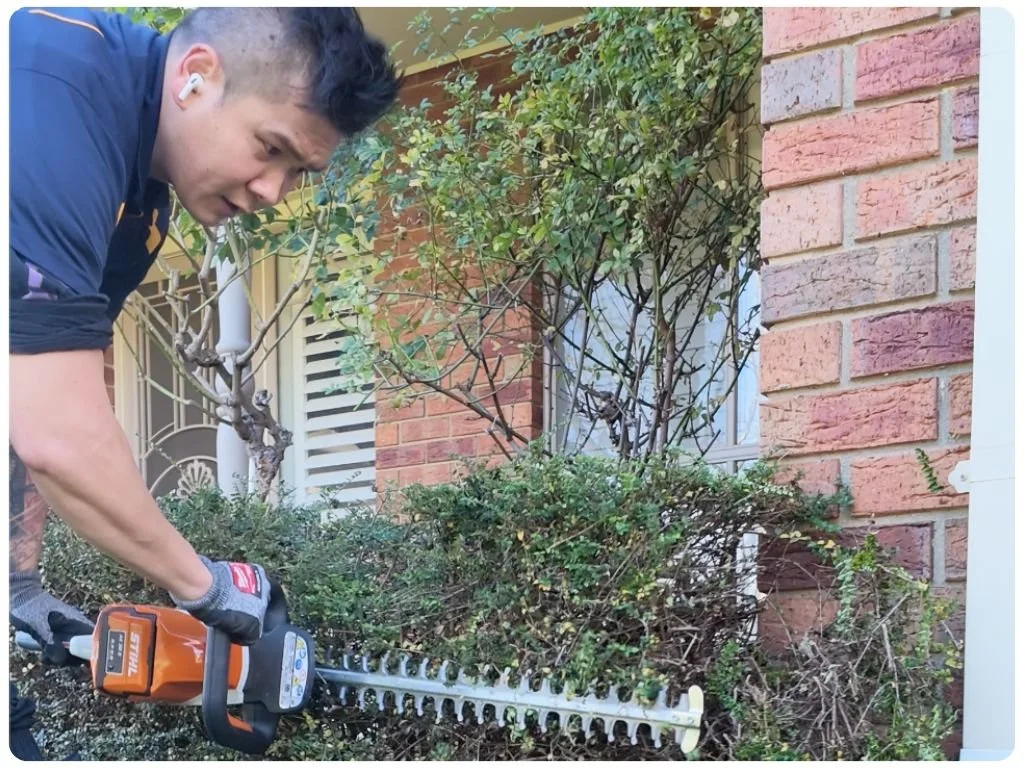 Small Hedge Trimming Doncaster