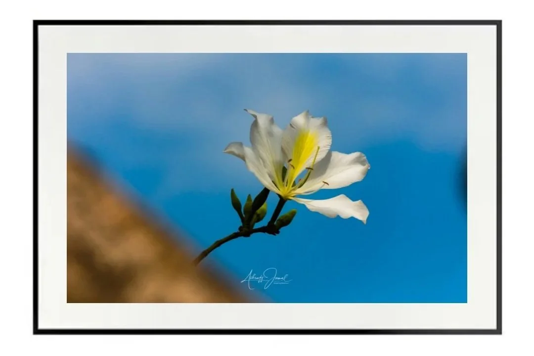 White Bauhinia flower macro print in black frame.