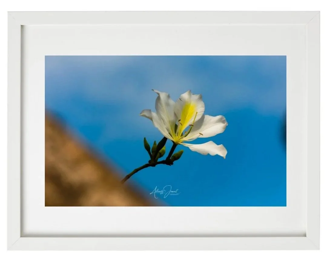 White Bauhinia flower macro print in a natural wood frame.