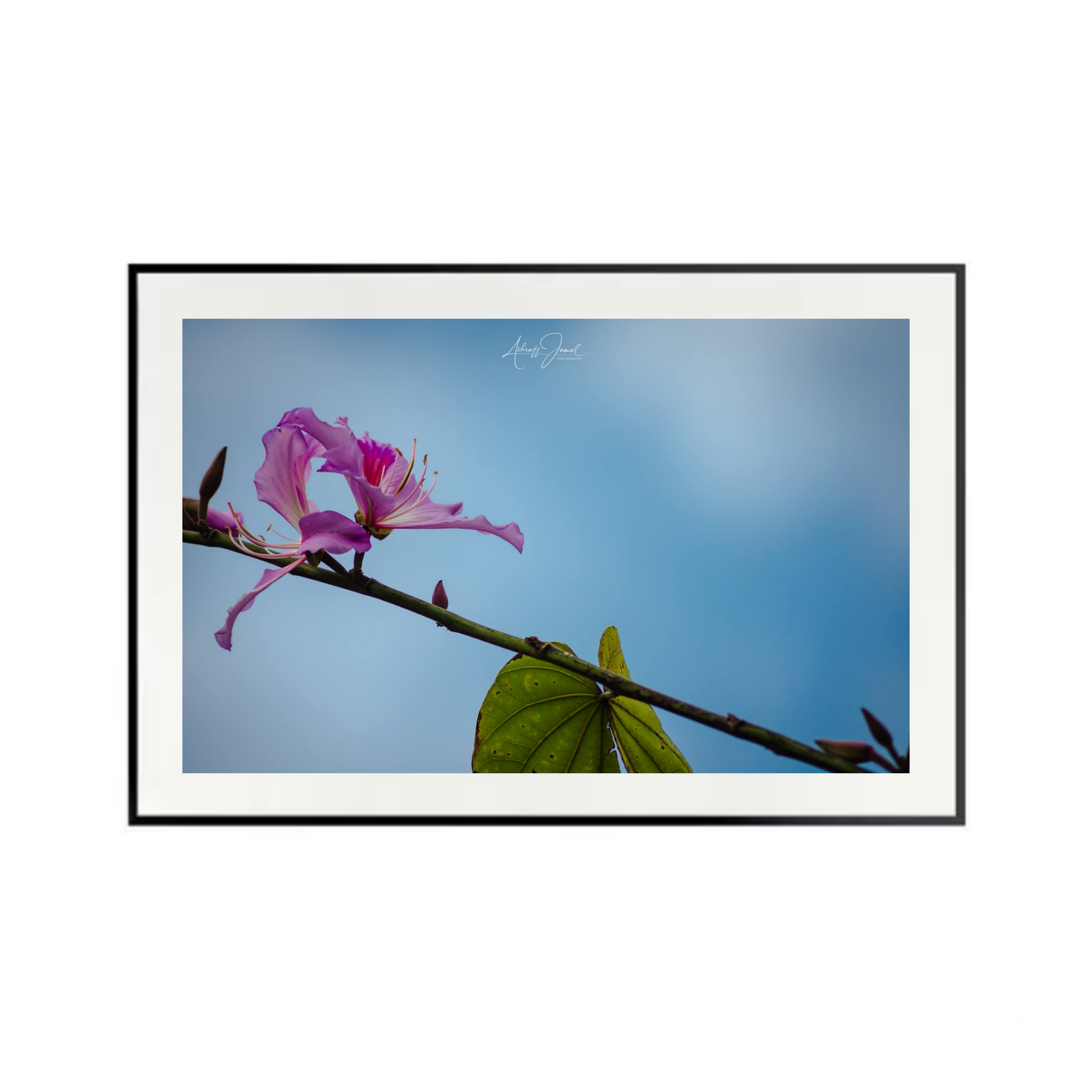 Limited-edition pink Bauhinia flower photography print in a contemporary matte black metal gallery frame.