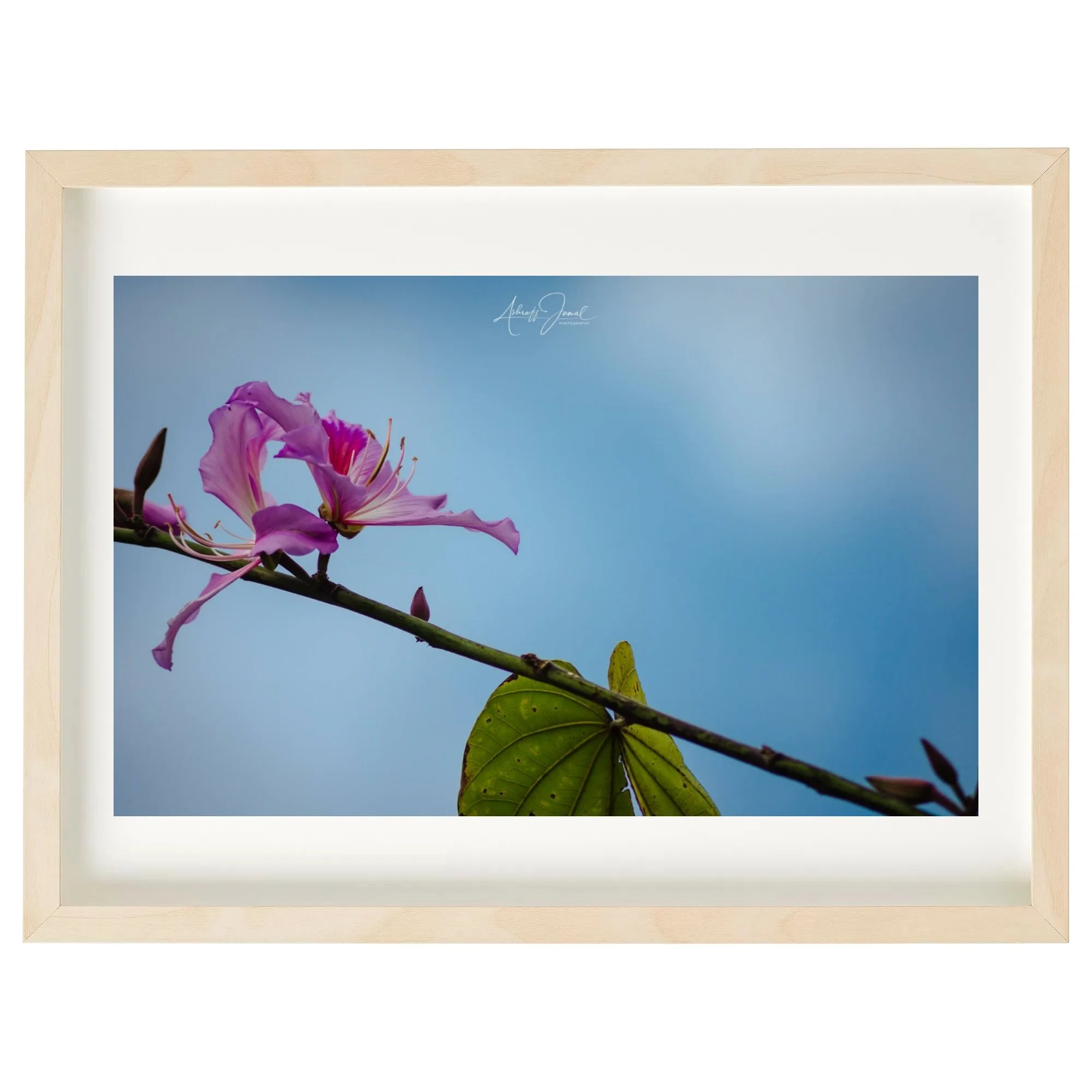 A framed fine art print of a pink Bauhinia flower showcased in a light natural wood frame with a wide white picture mat.