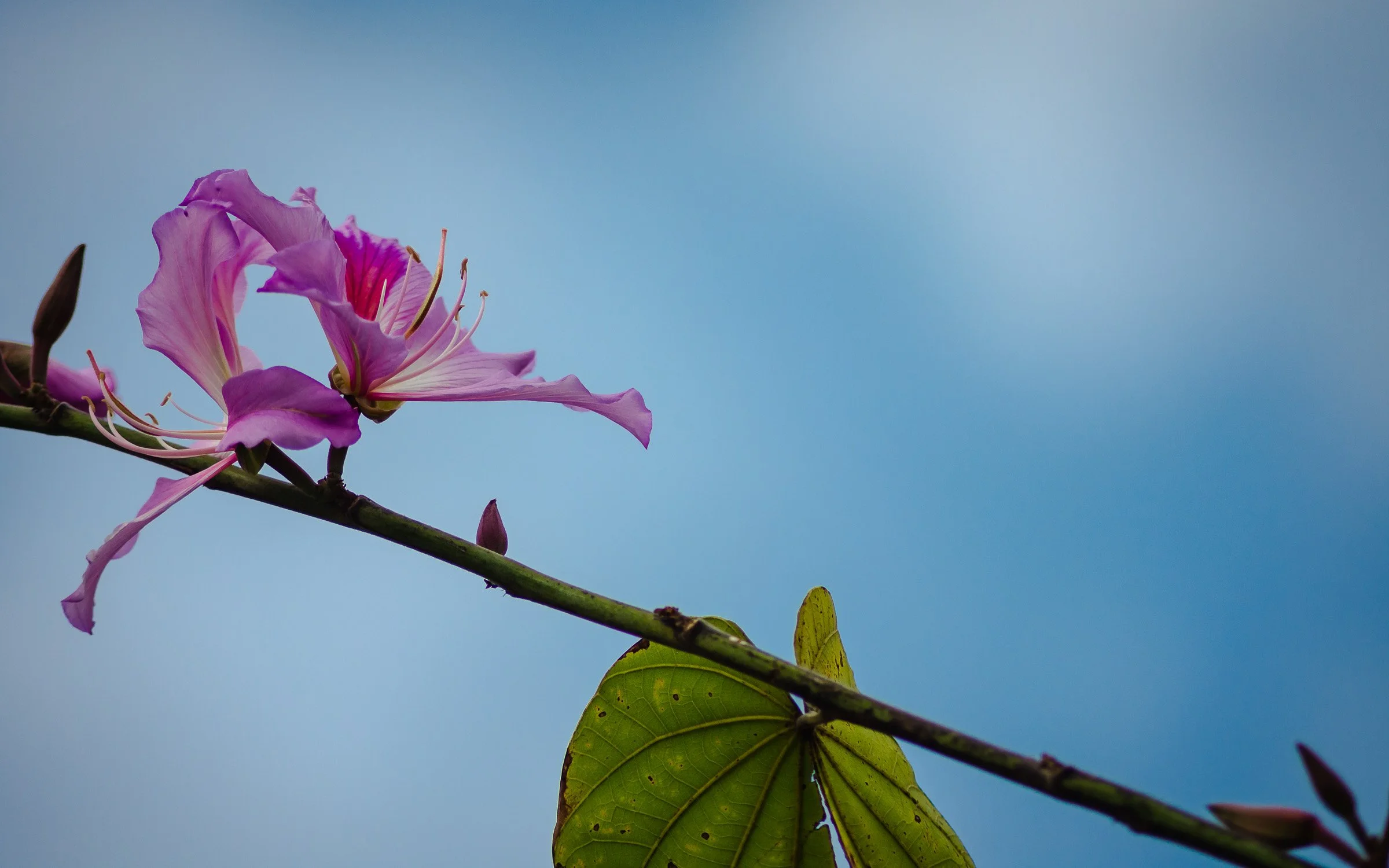 AJ4844 - Bauhinia Elegance - 紫荊優雅