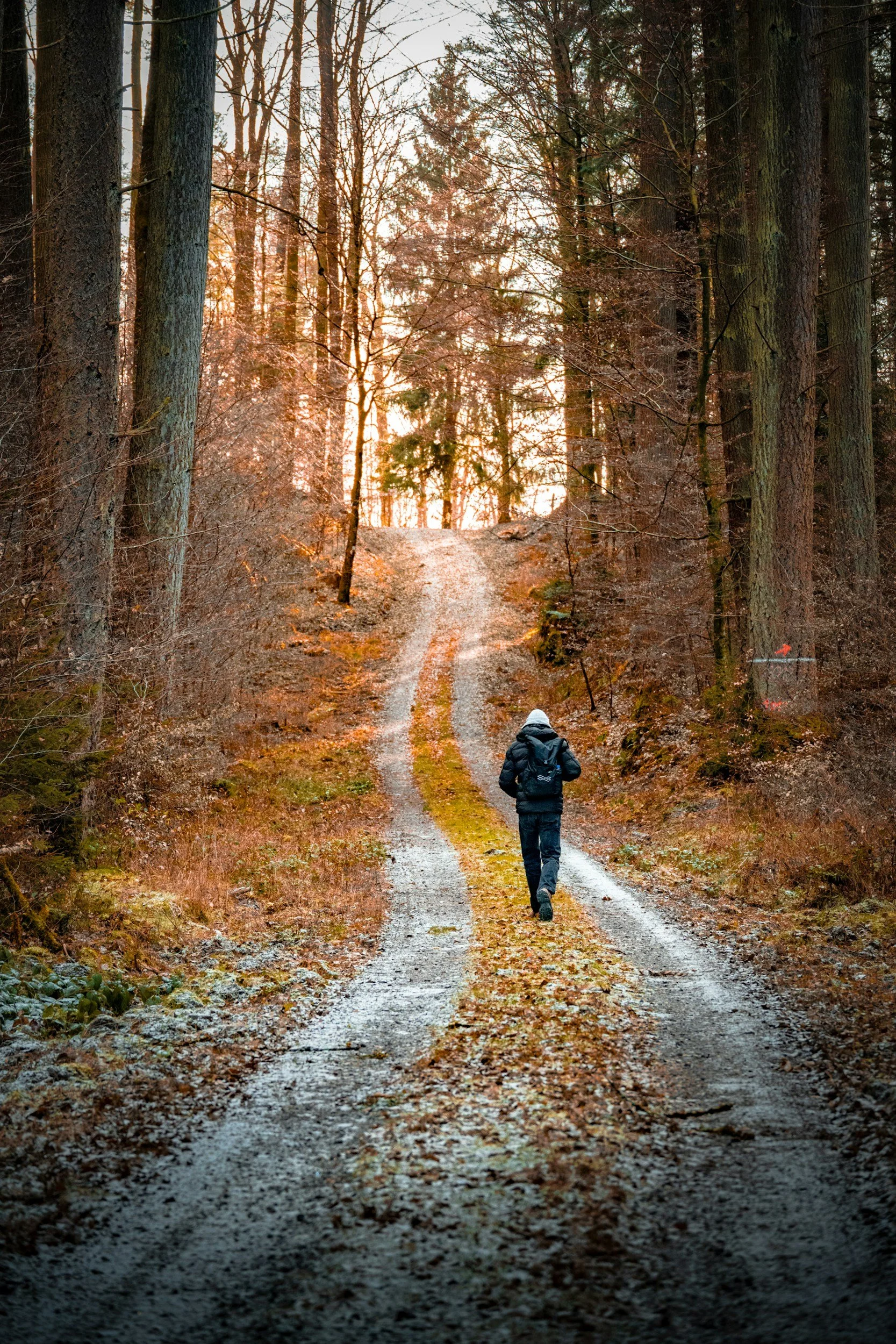 Mindfulness path and grounding somatic practice - The Tallest Branch, Navan Co. Meath.