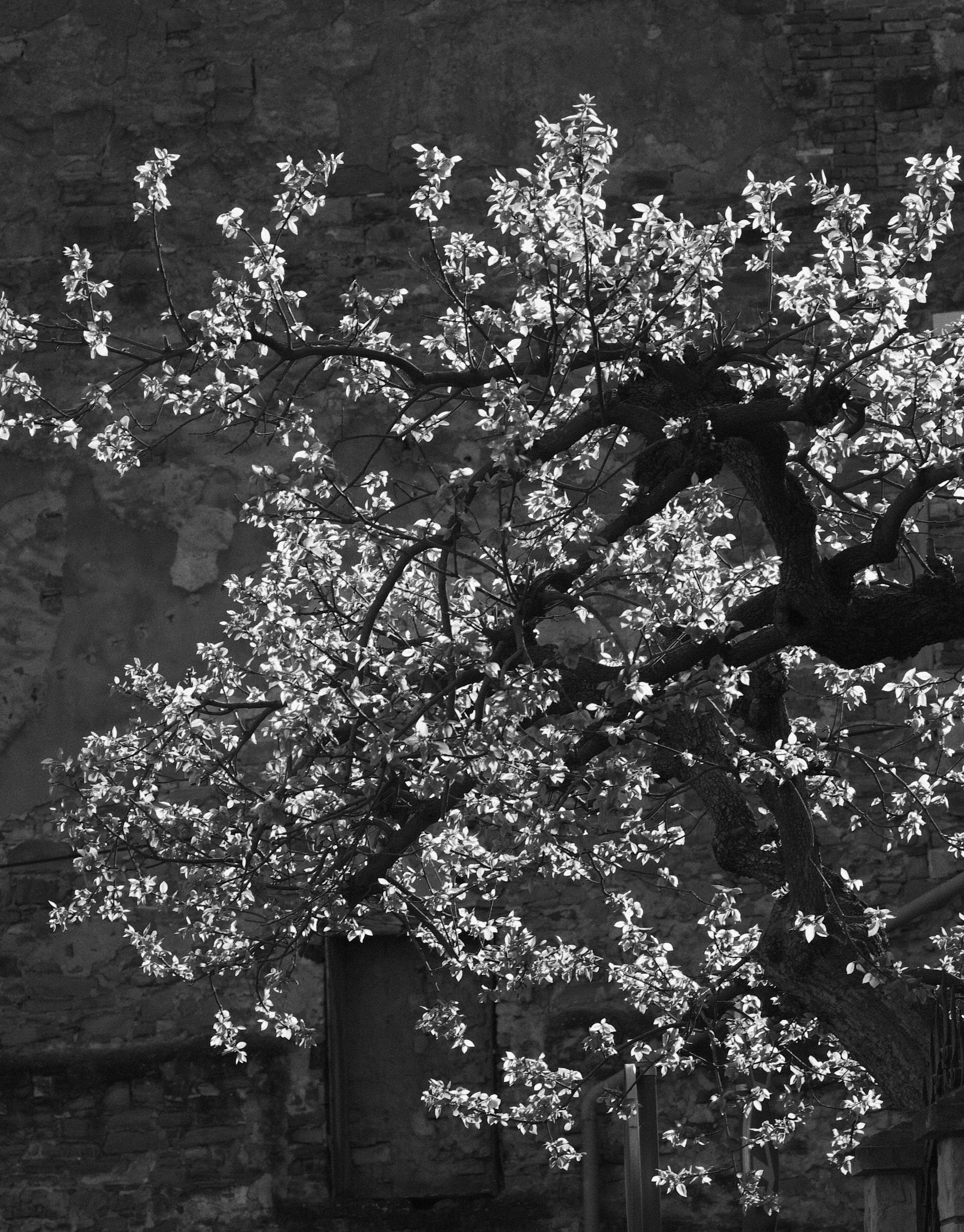 A black and white photo of a tree with illuminated leaves in front of a brick wall, with a streetlamp lighting the scene.