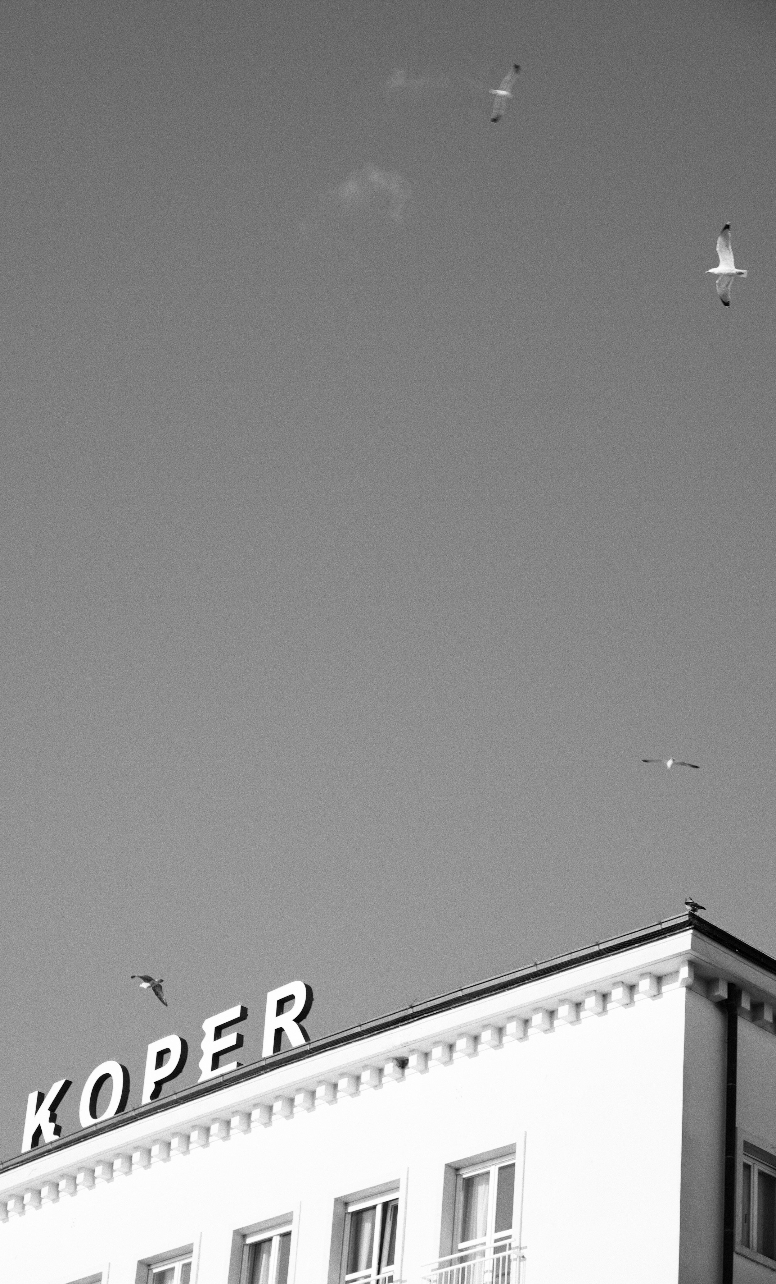 Black and white photo of a building with seagulls flying in the sky above, showing part of a sign that reads 'OPERA'.