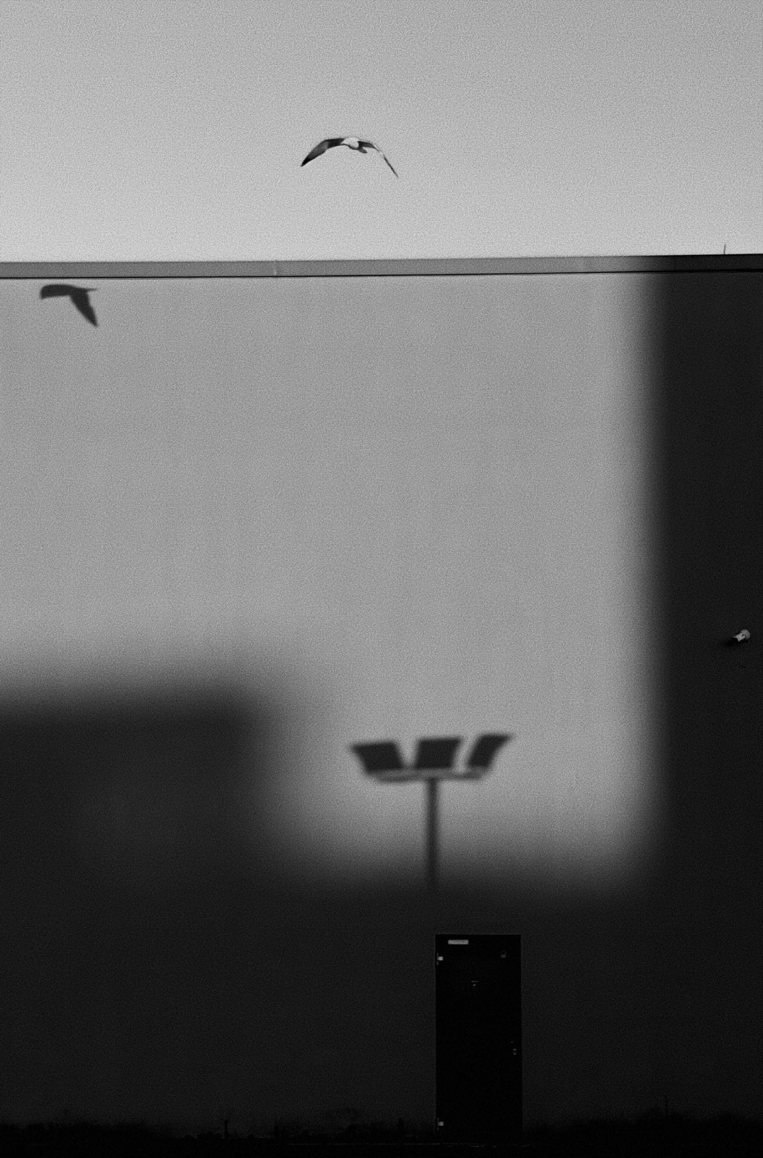 Black and white photo of a bird flying above a flat landscape, with a single tall structure and light fixtures in the distance. The bird's shadow is cast on the ground.