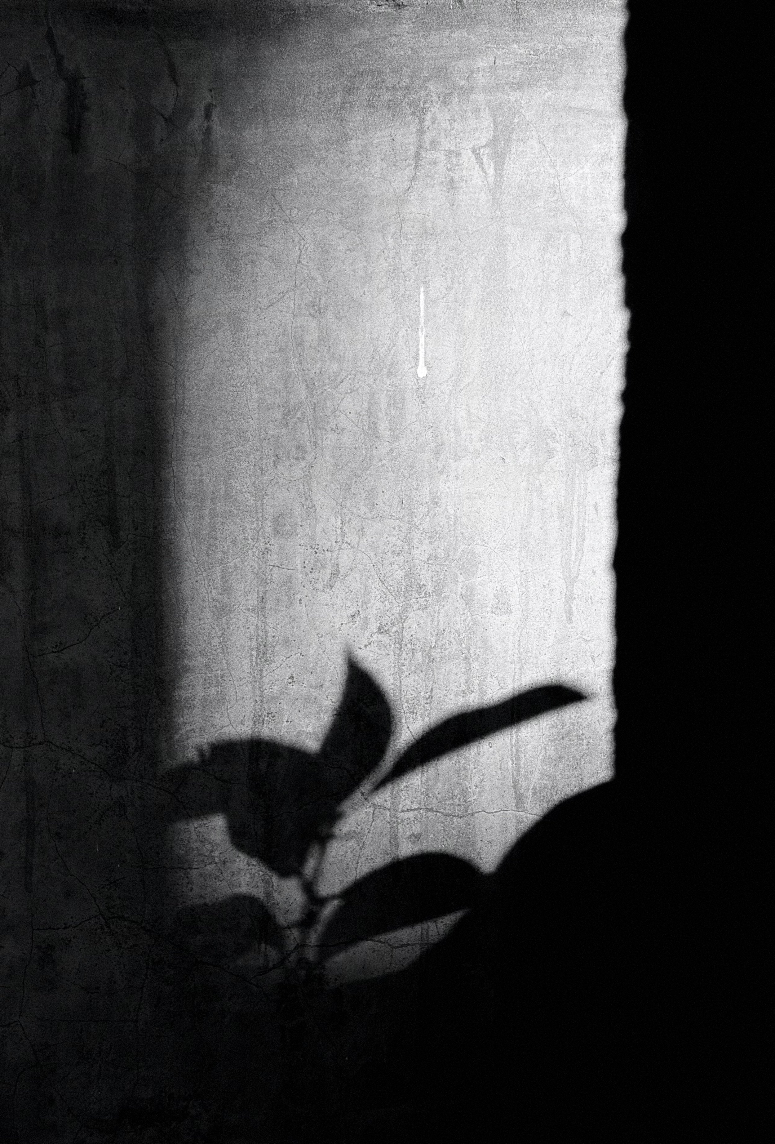 Silhouette of a flower with leaves cast as a shadow on a textured wall.