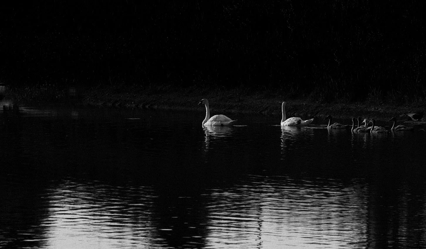 Swan family swimming on a dark, reflective body of water at night.