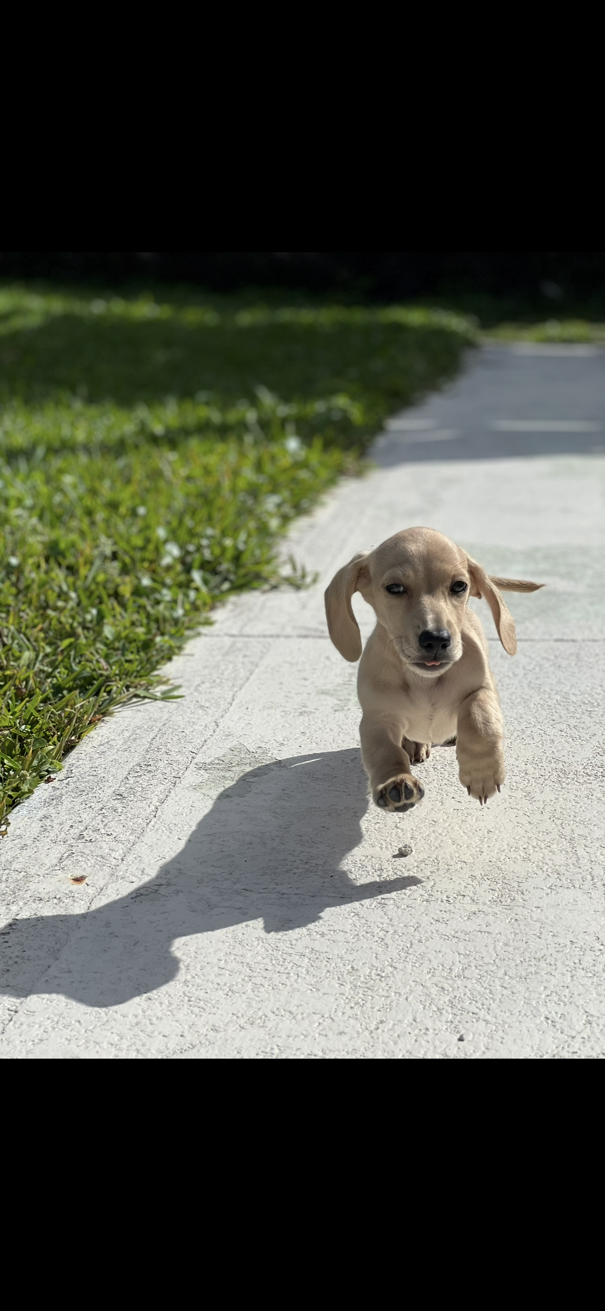 Recurring Services - Dog Walk or Drop In