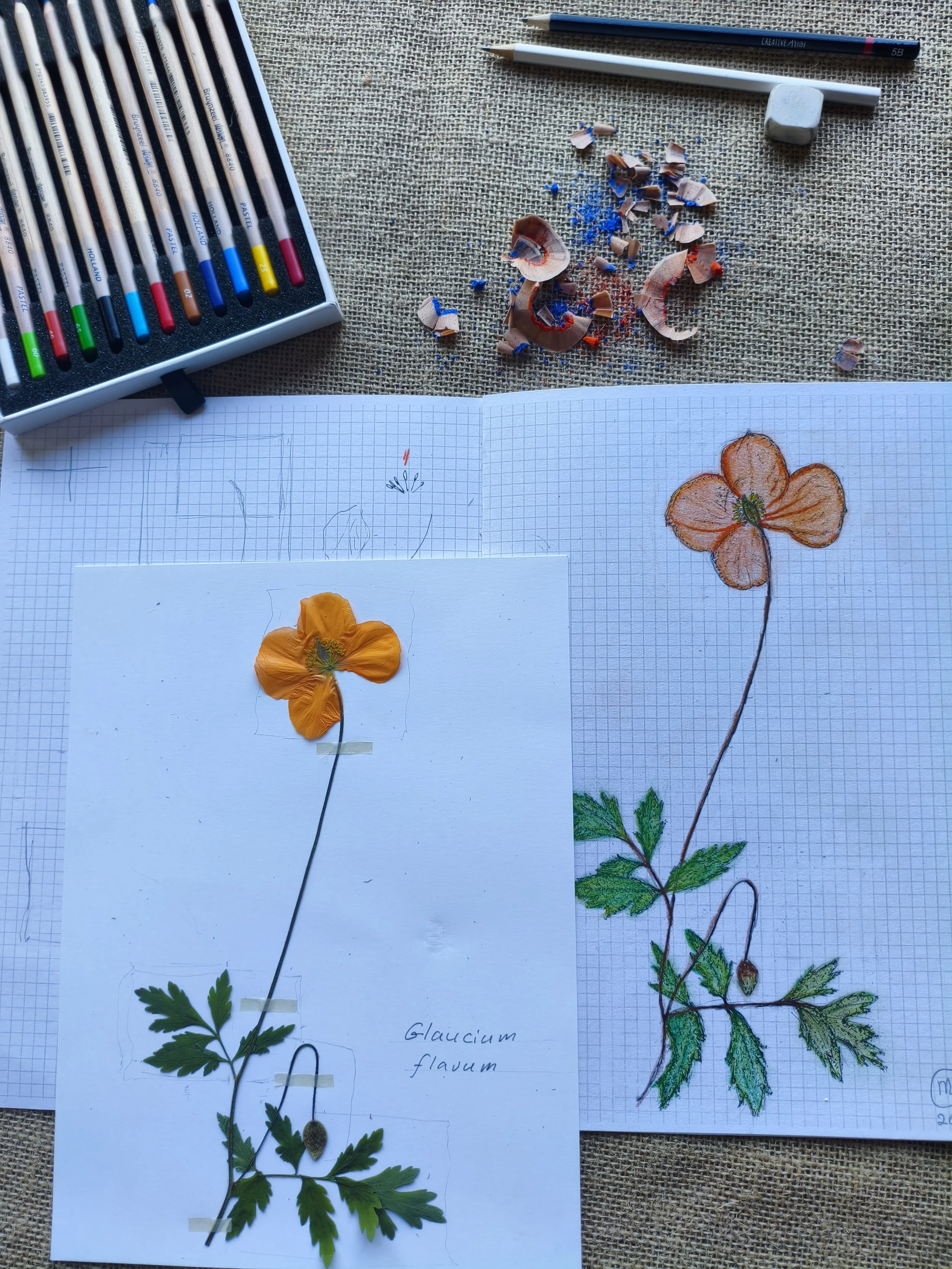 Drawing the Herbarium Workshop