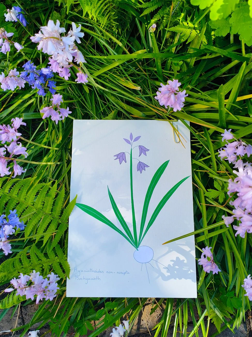 A botanical illustration of a plant with long green leaves and purple flowers on a white background, labeled 'Hyacinthoides non-scripta' and 'Bashyacinth'.