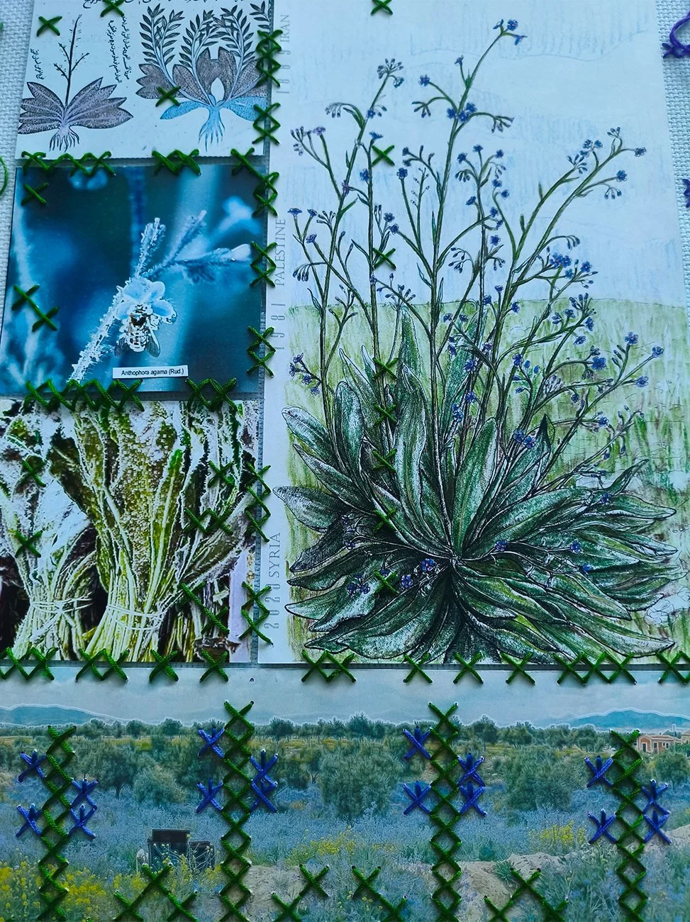 A series of illustrated and photographic images of plants, including a drawing of a plant with small blue flowers, a black and white botanical illustration, a photograph of a plant with yellow and green leaves, and a landscape with fields, trees, and a tractor, all sewn together with green and blue embroidery.