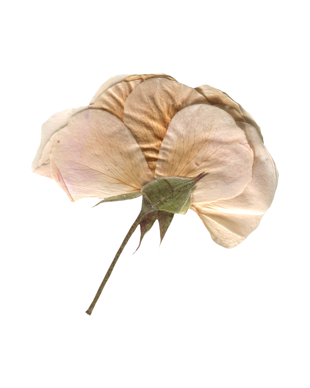 A dried, light-colored rose flower with slightly wrinkled petals and a green stem.
