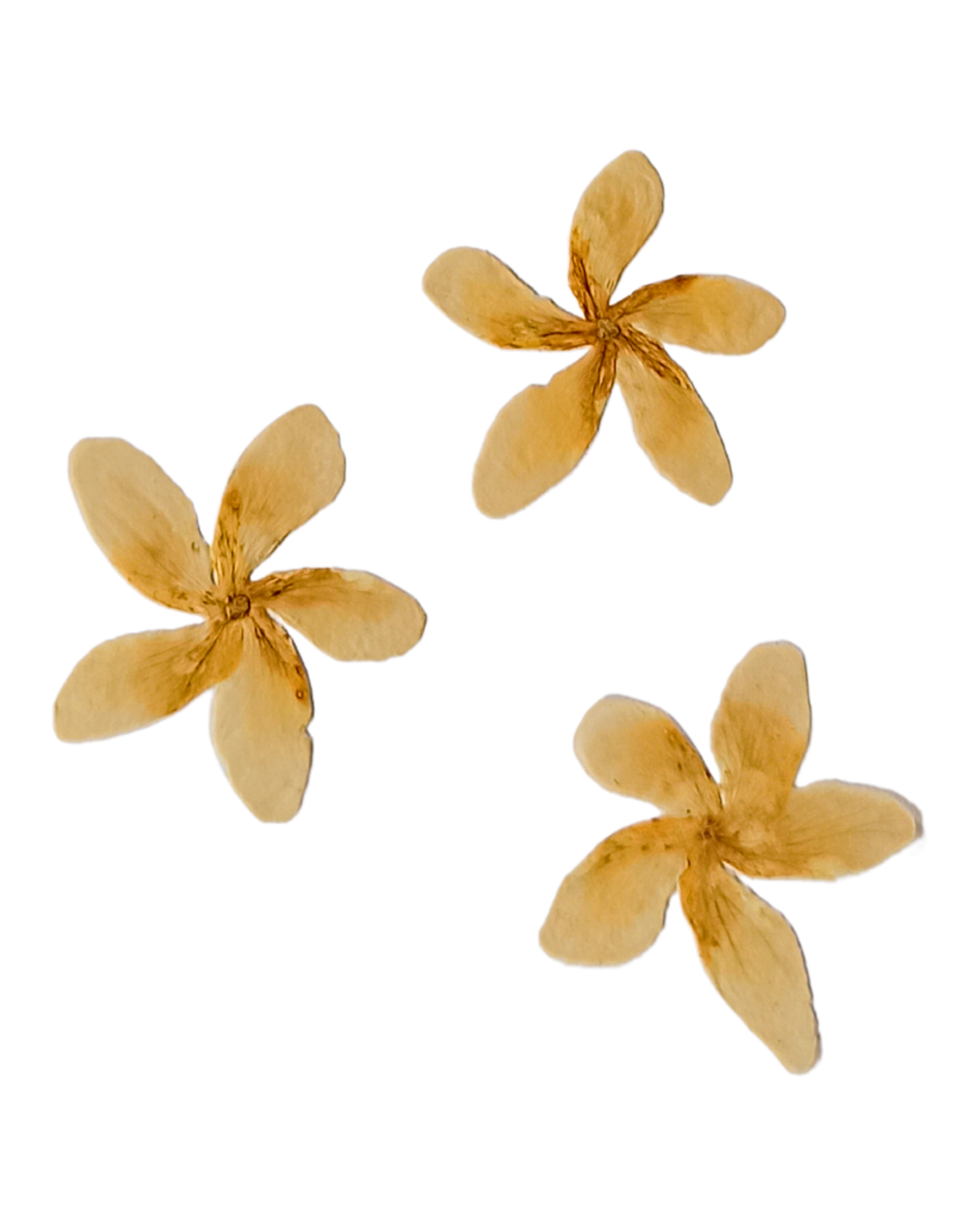 Three dry, beige-colored flower seed pods with five petal-like structures each, arranged on a black background.