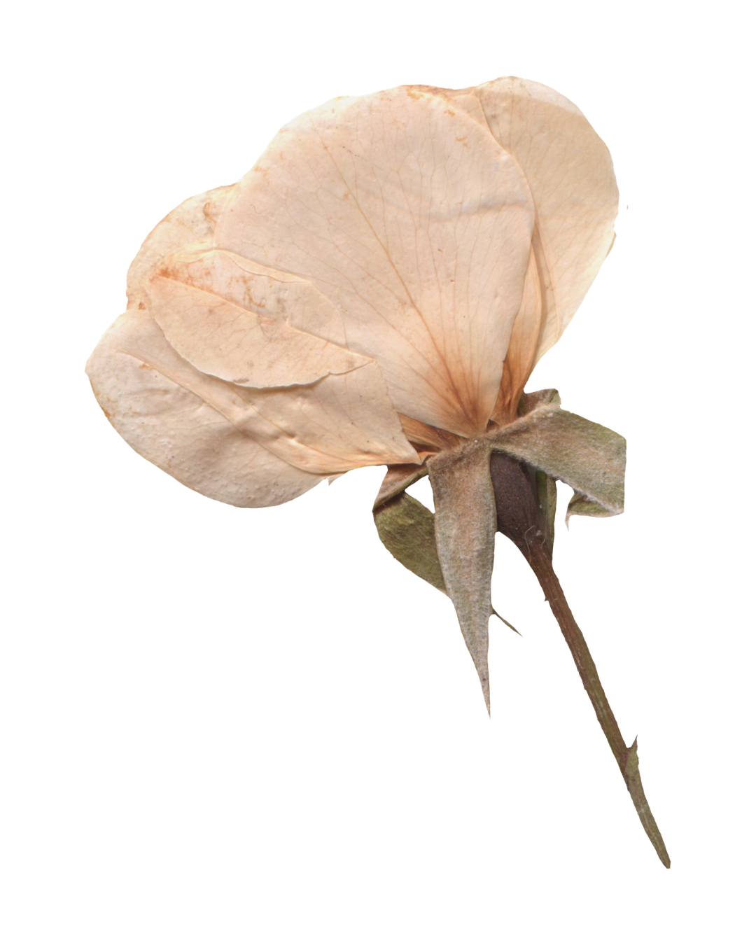 Dried, light pink and beige rose flower with brittle petals and a greenish-brown stem.