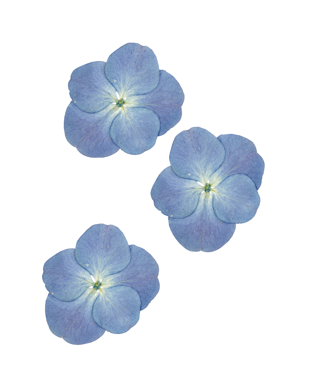 Three light blue hydrangea flowers with four petals each, arranged diagonally.