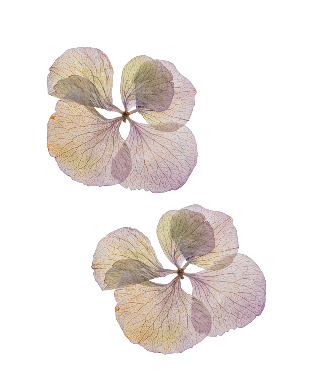 Close-up of light-colored hydrangea flowers with delicate, veined petals.
