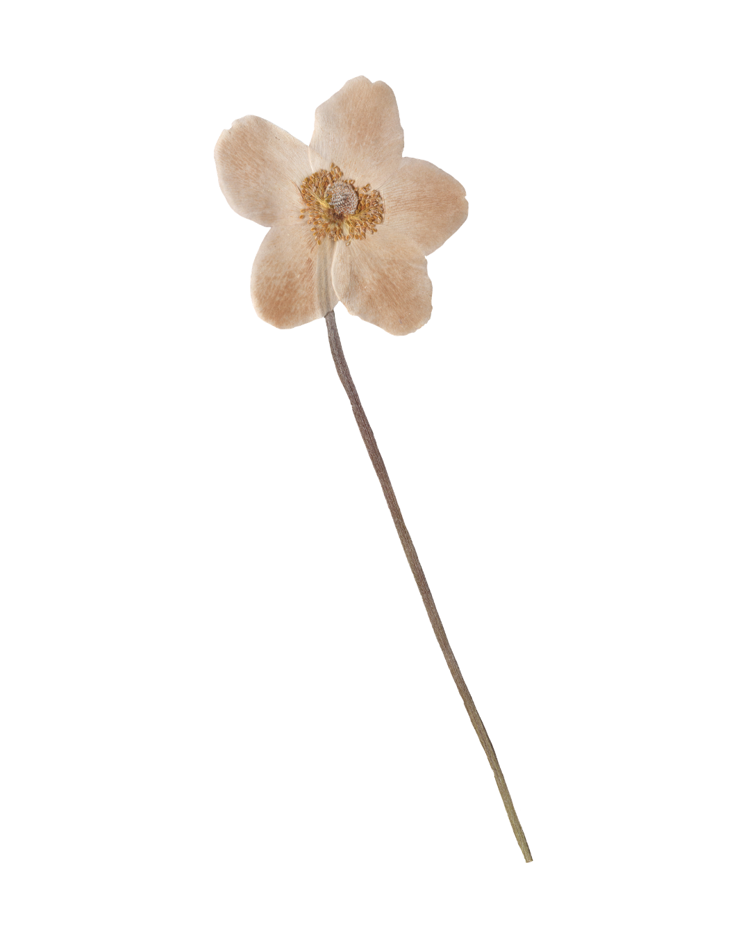 A dried beige flower with five petals and a brown center on a thin, long stem.