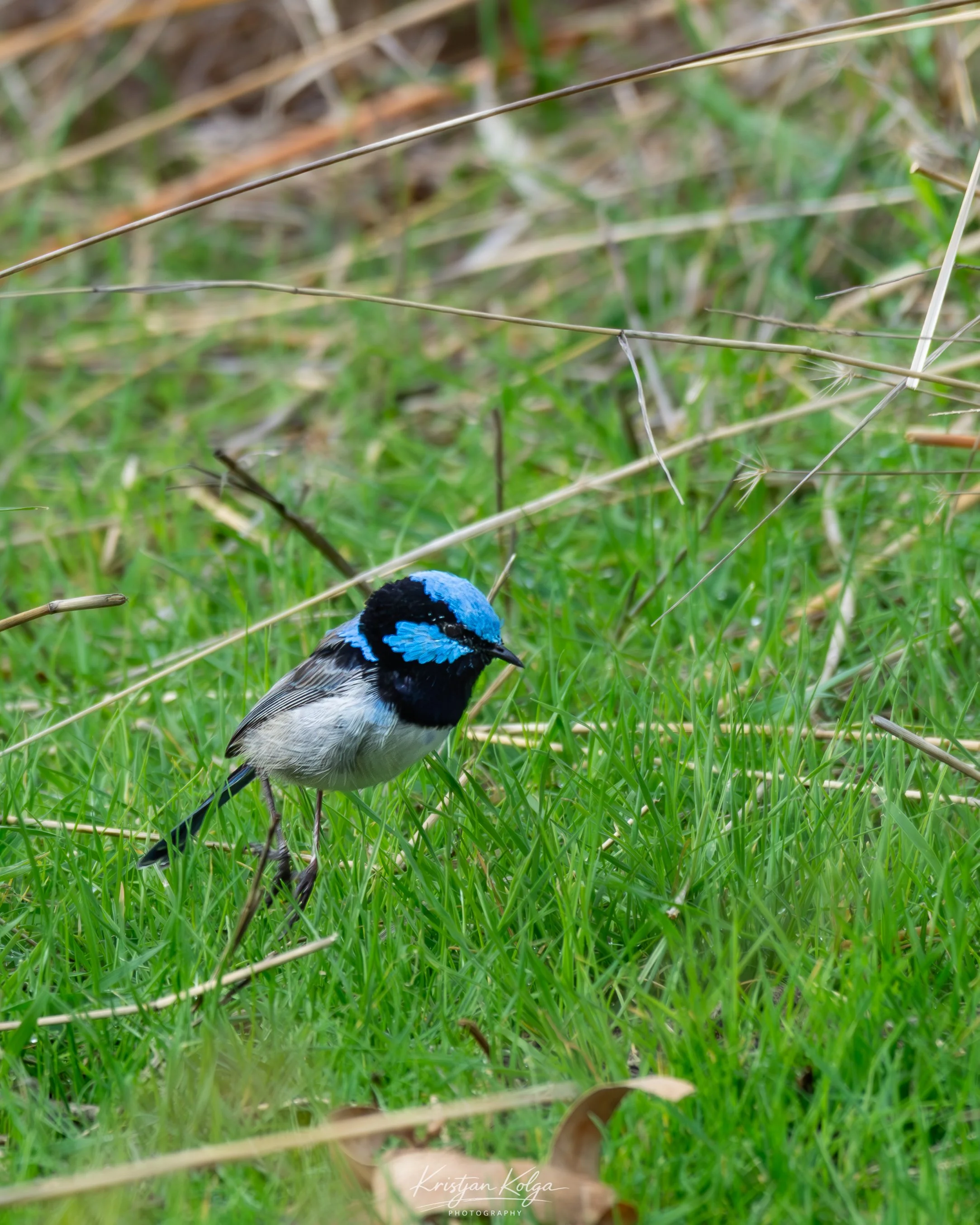 DSC_0186.jpg