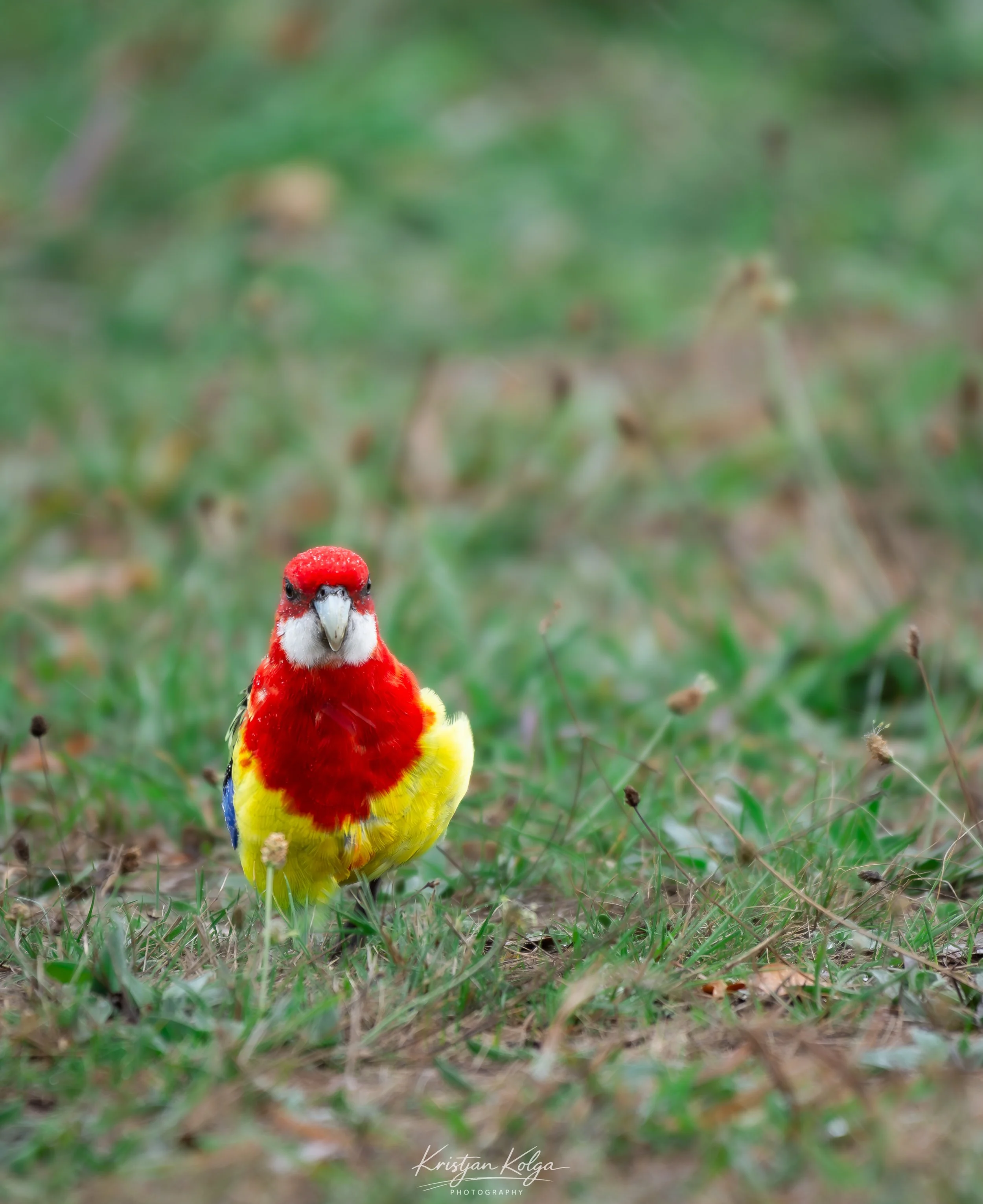 DSC_9201-Enhanced-NR.jpg