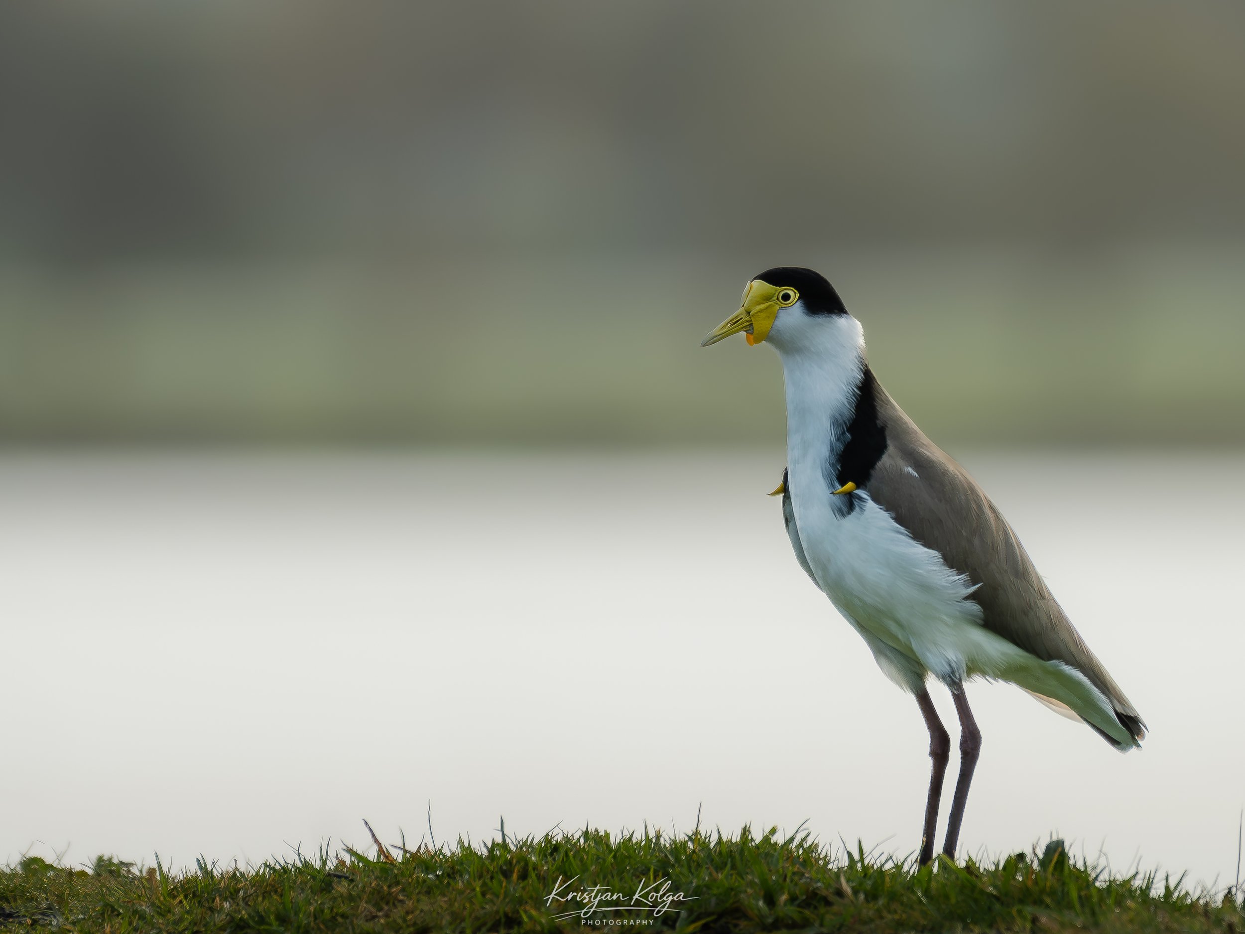 DSC_0126.jpg