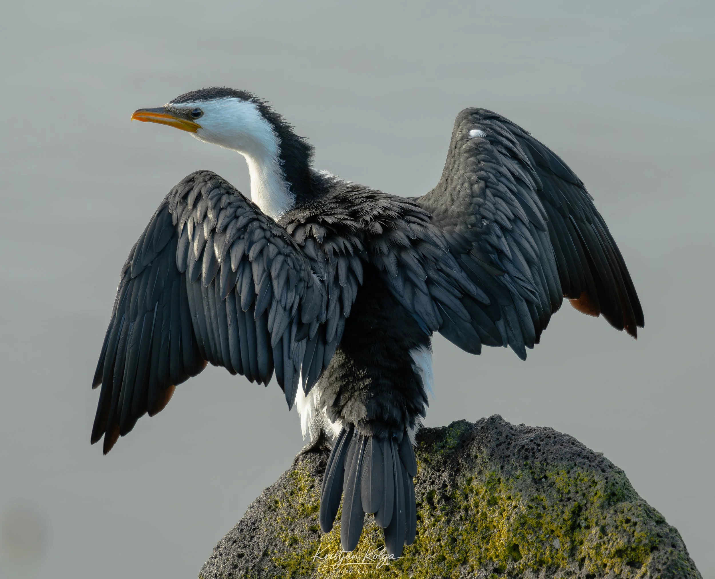 DSC_0131.jpg