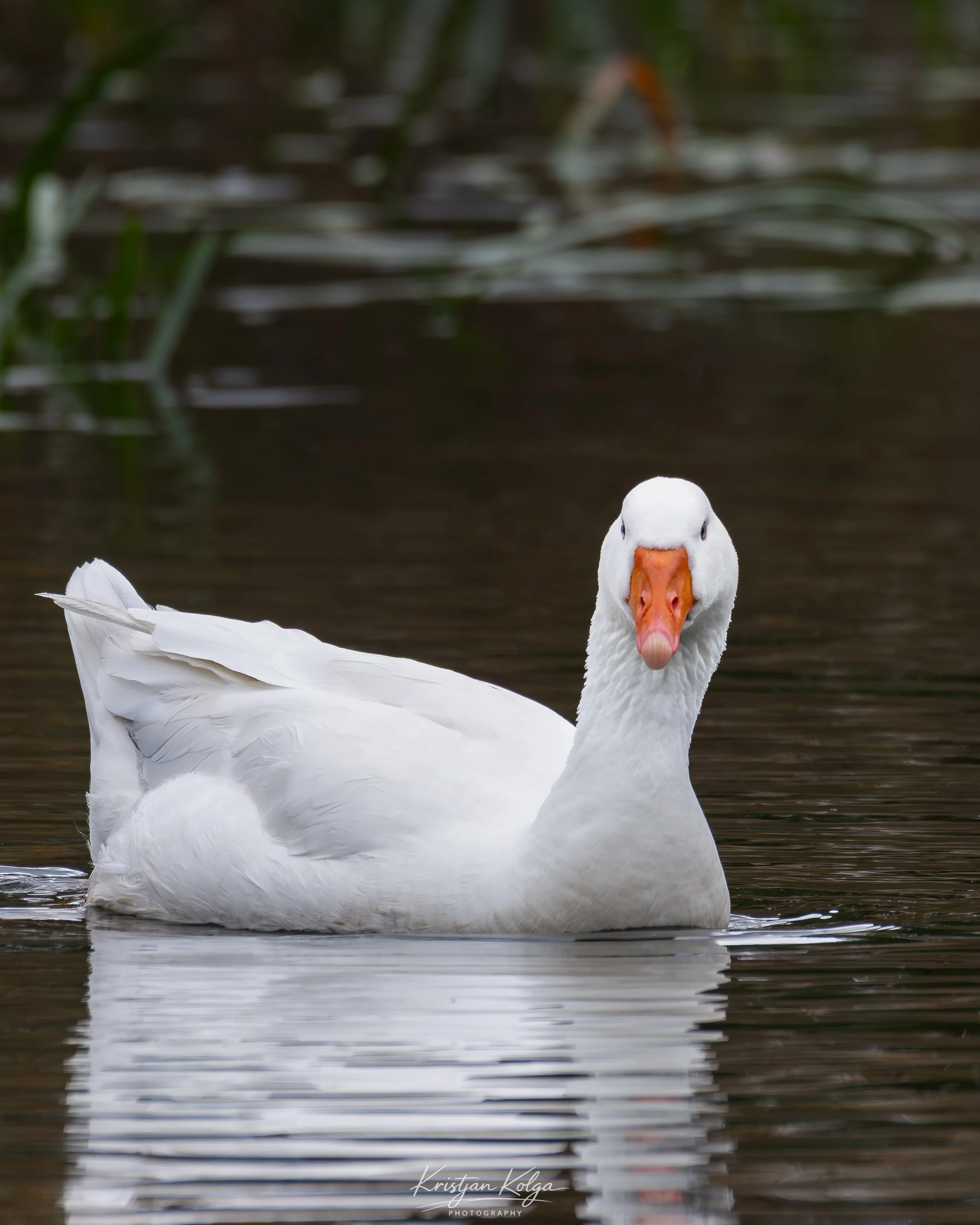 DSC_0214.jpg