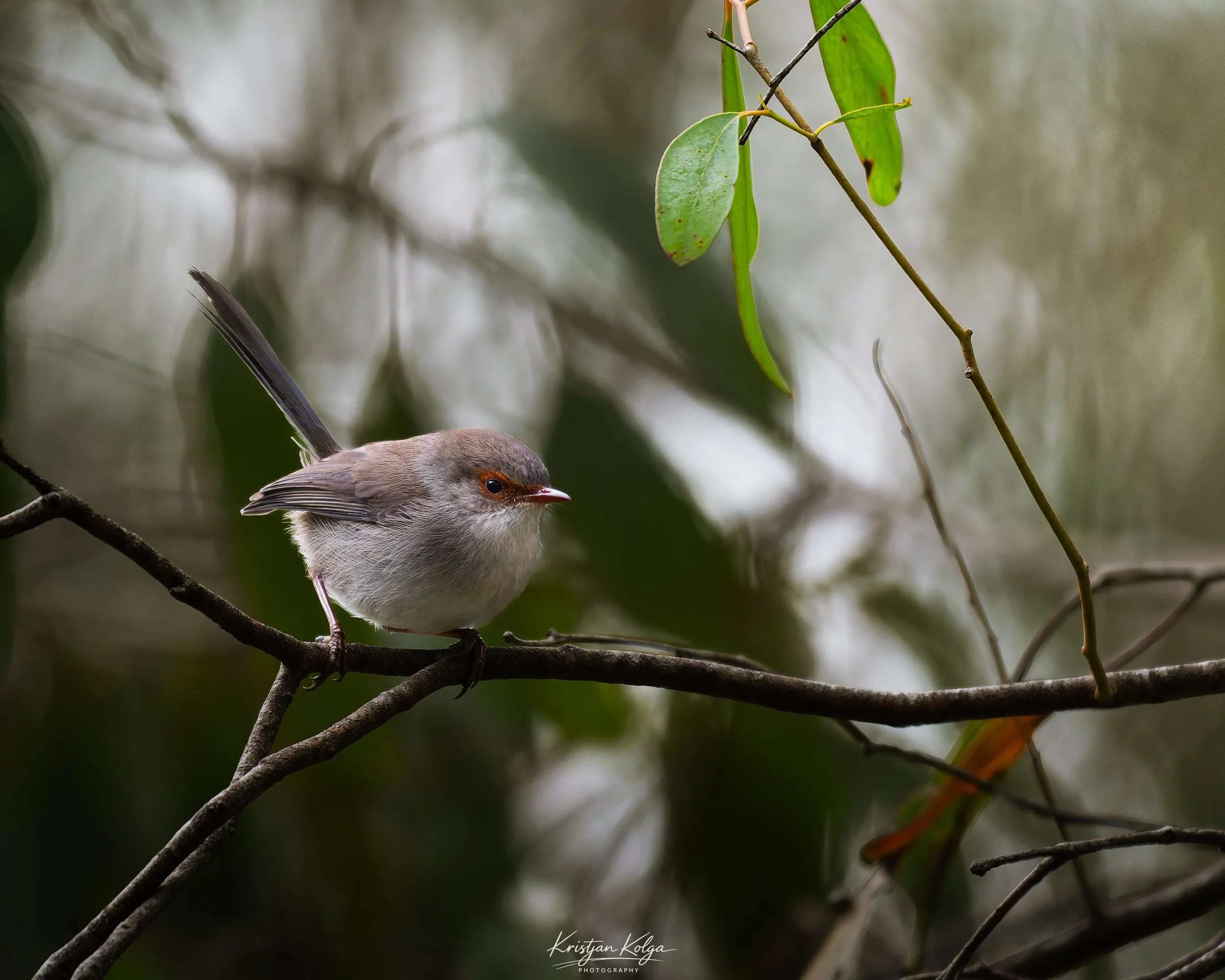 DSC_0539-DxO_DeepPRIME XD3.jpg